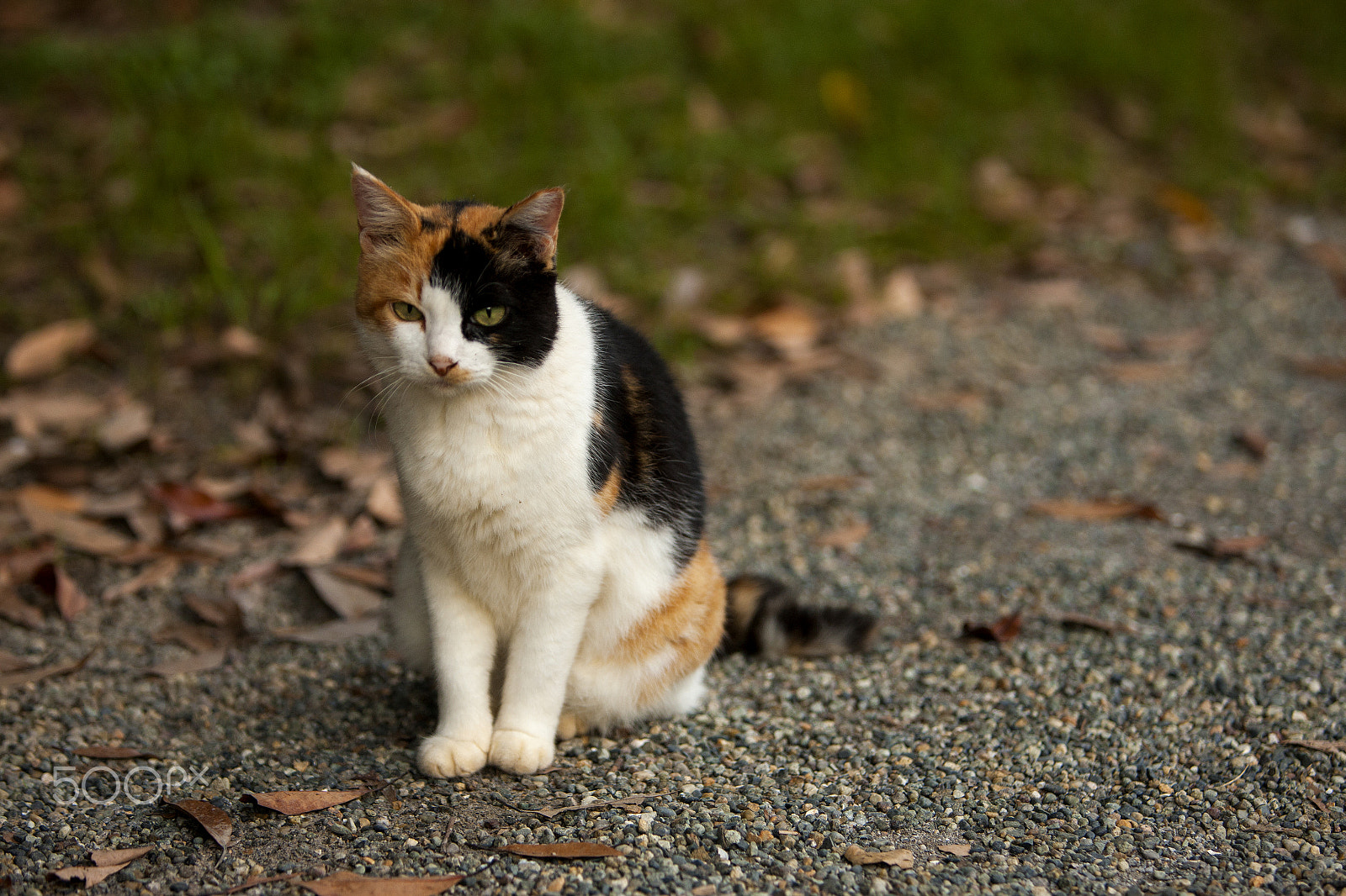 Canon EOS-1Ds Mark III sample photo. A calico cat photography