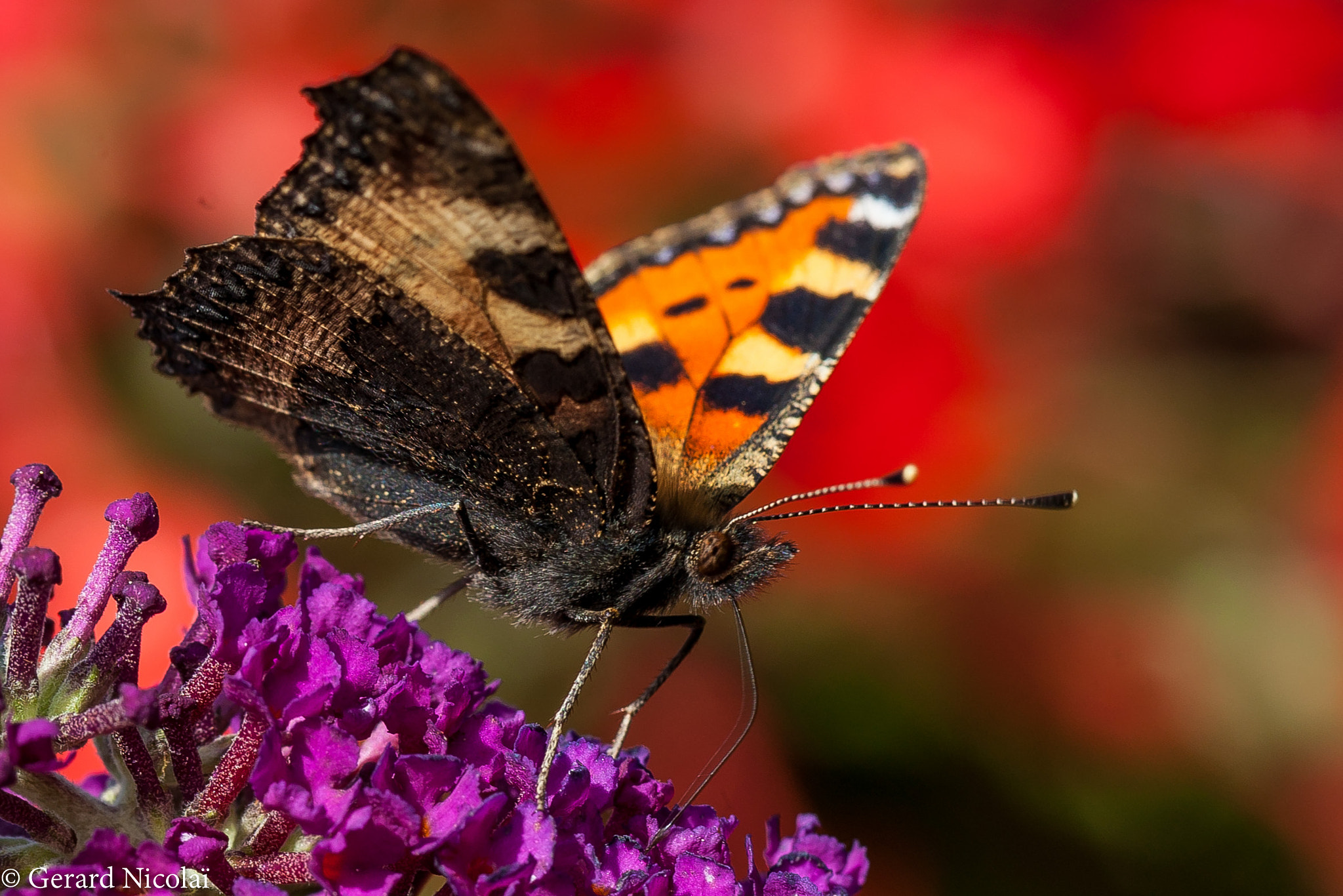 Canon EF 100mm F2.8L Macro IS USM sample photo. Small tortoiseshell butterfly photography