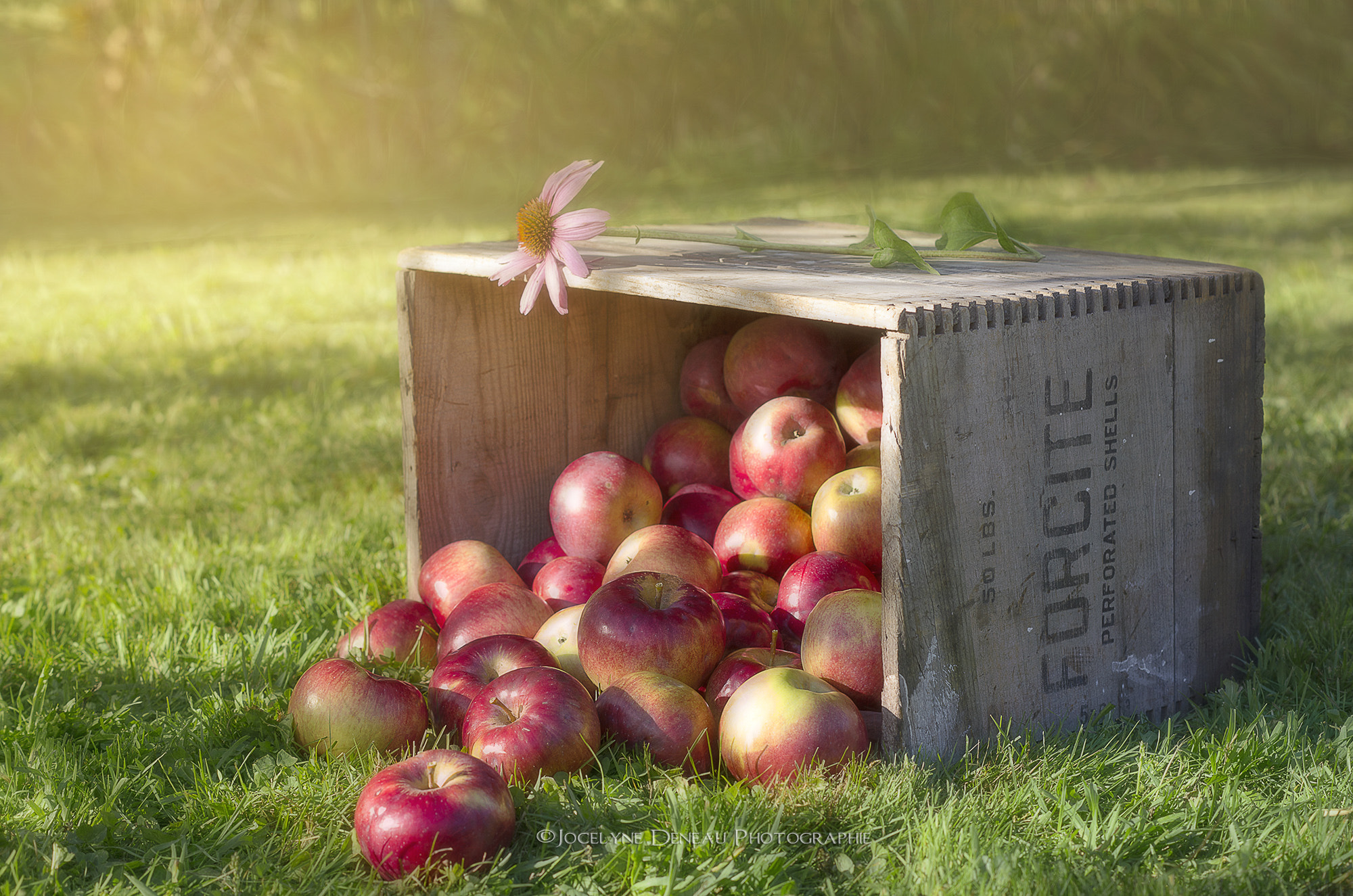 Pentax K-5 sample photo. Apple season photography