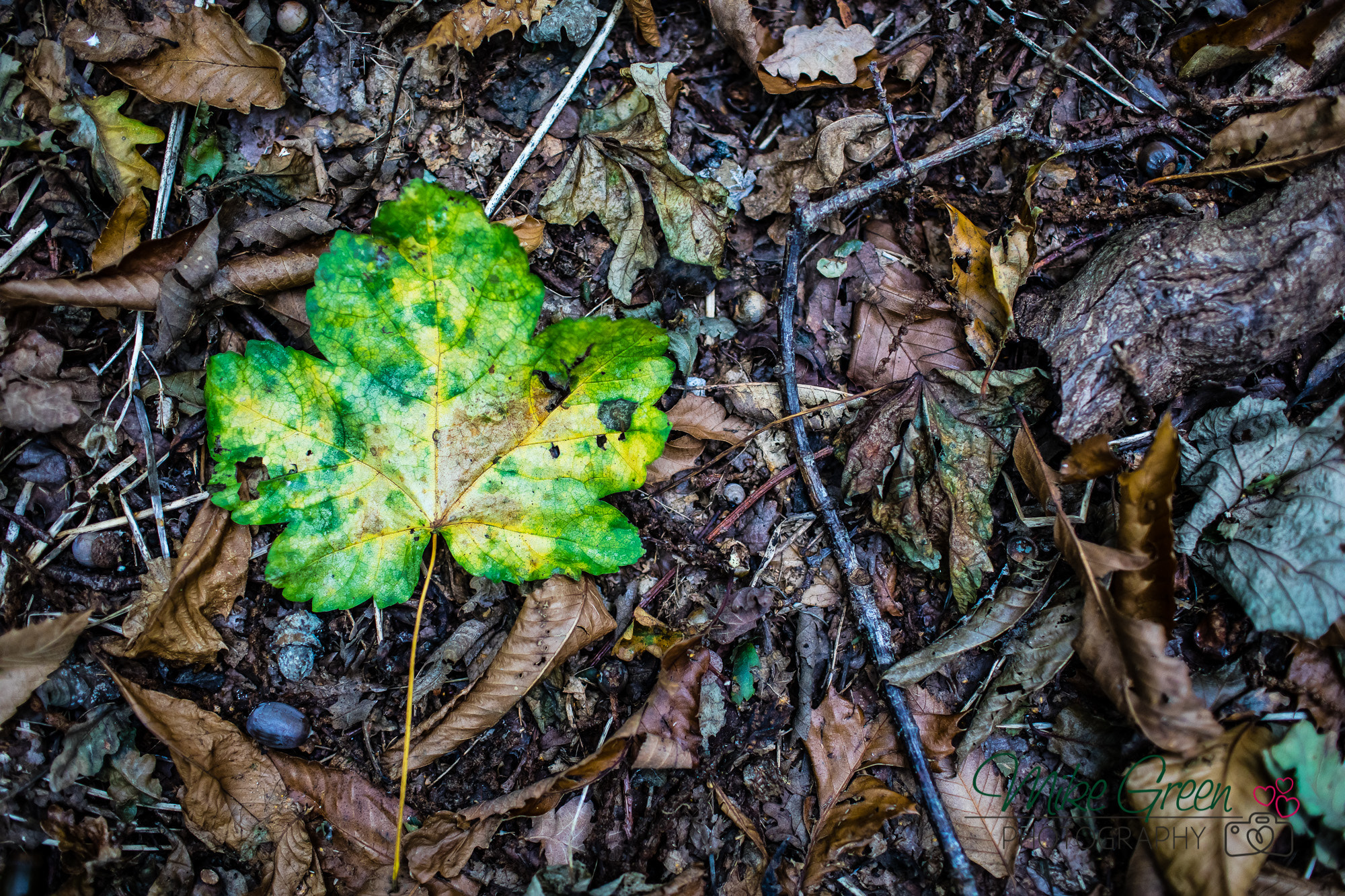 Canon EF 35mm F1.4L USM sample photo. Leaf photography