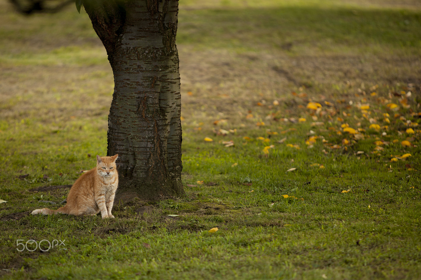 Canon EOS-1Ds Mark III sample photo. A tabby cat photography