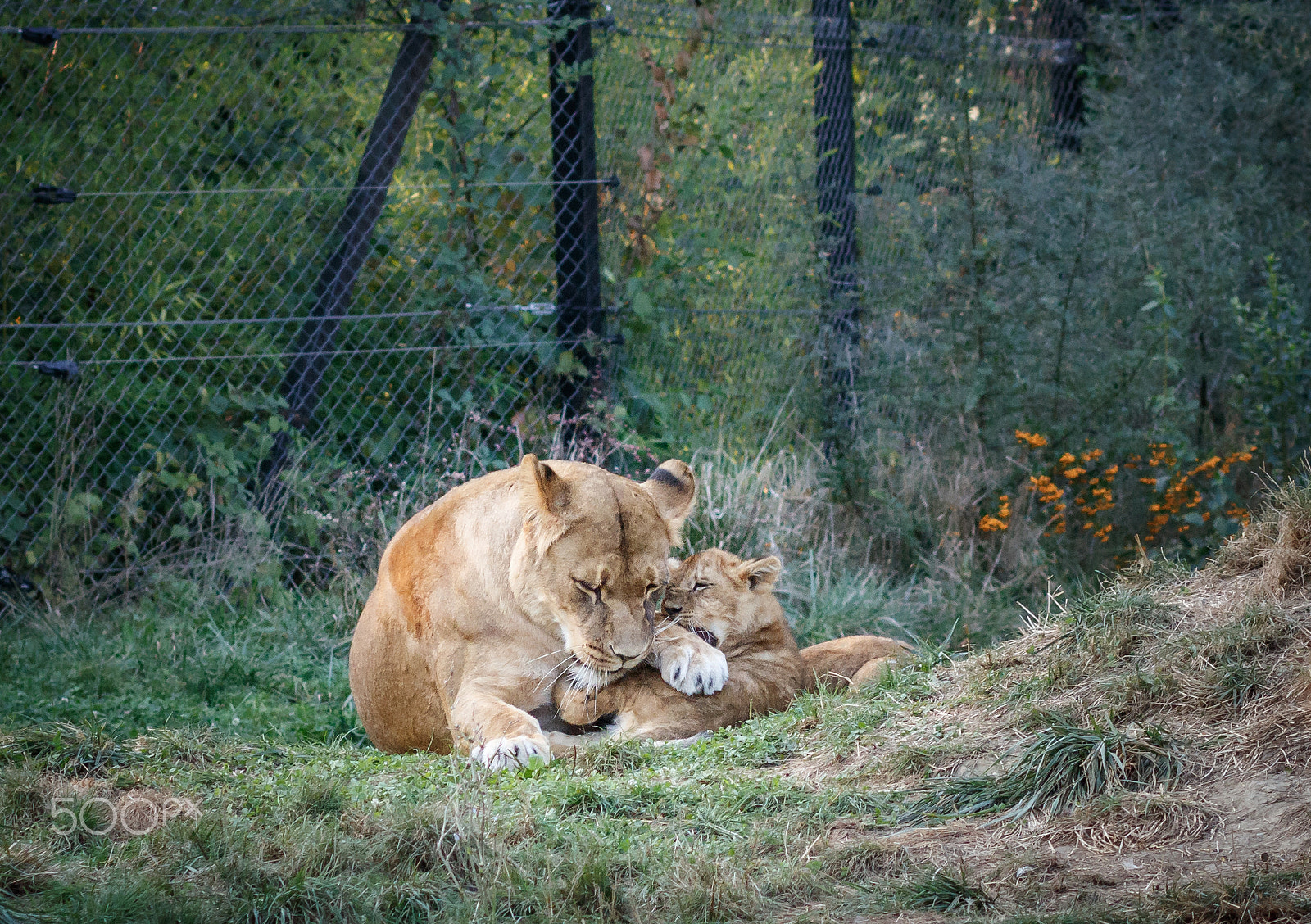Canon EOS 760D (EOS Rebel T6s / EOS 8000D) + Canon EF 85mm F1.8 USM sample photo. Lion cubs at zageb zoo photography