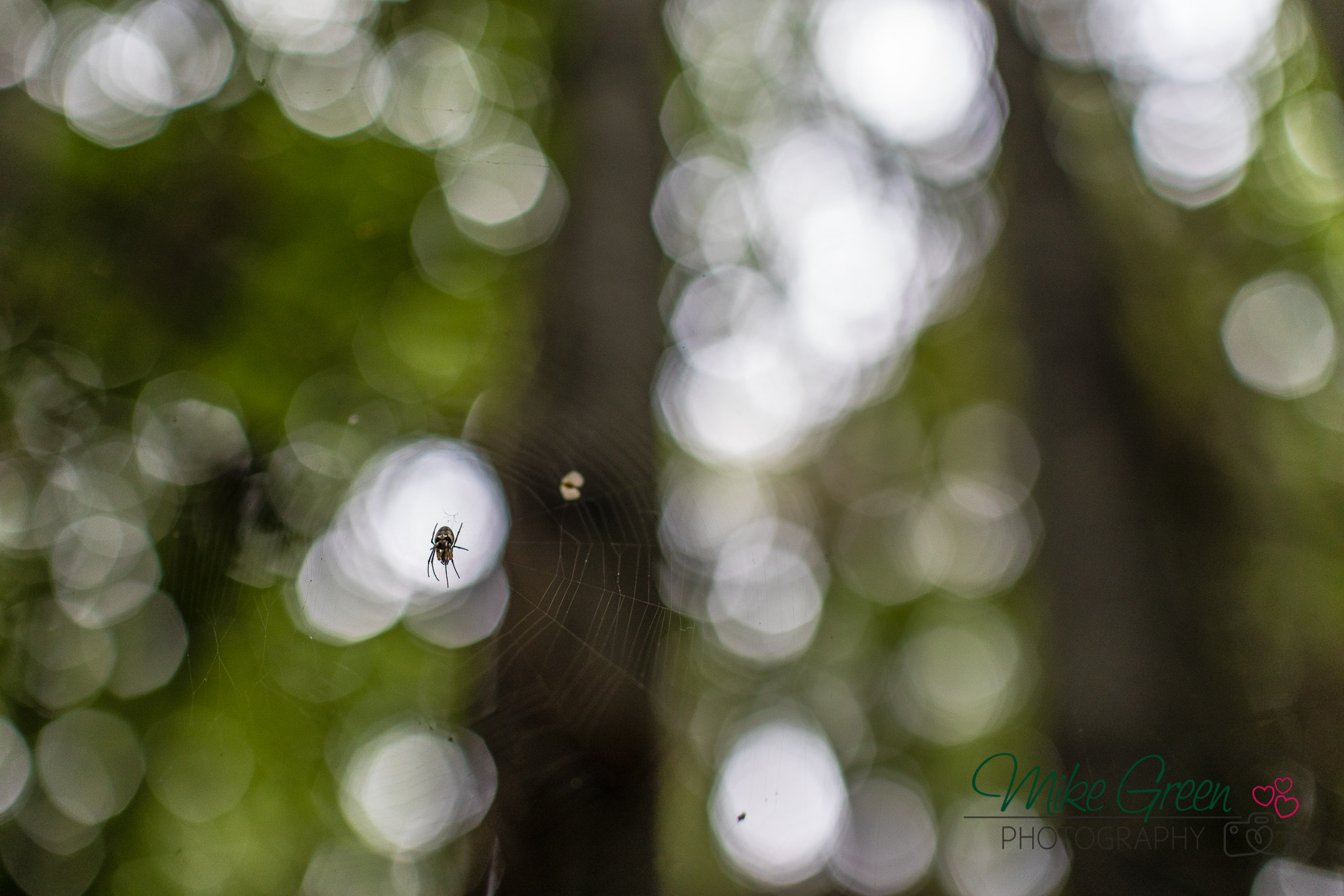 Canon EF 35mm F1.4L USM sample photo. Spider web photography
