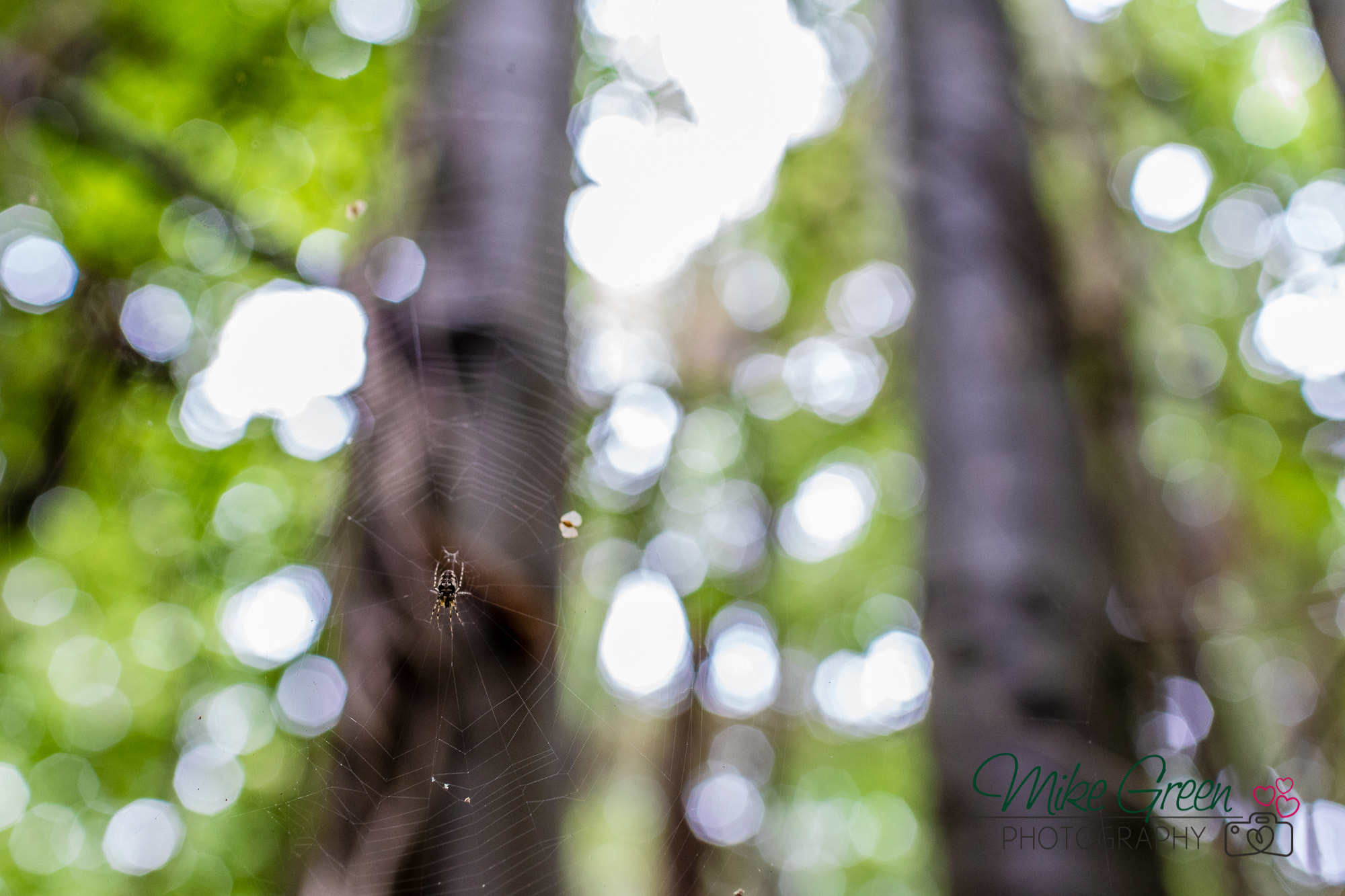 Canon EF 35mm F1.4L USM sample photo. Spider web photography