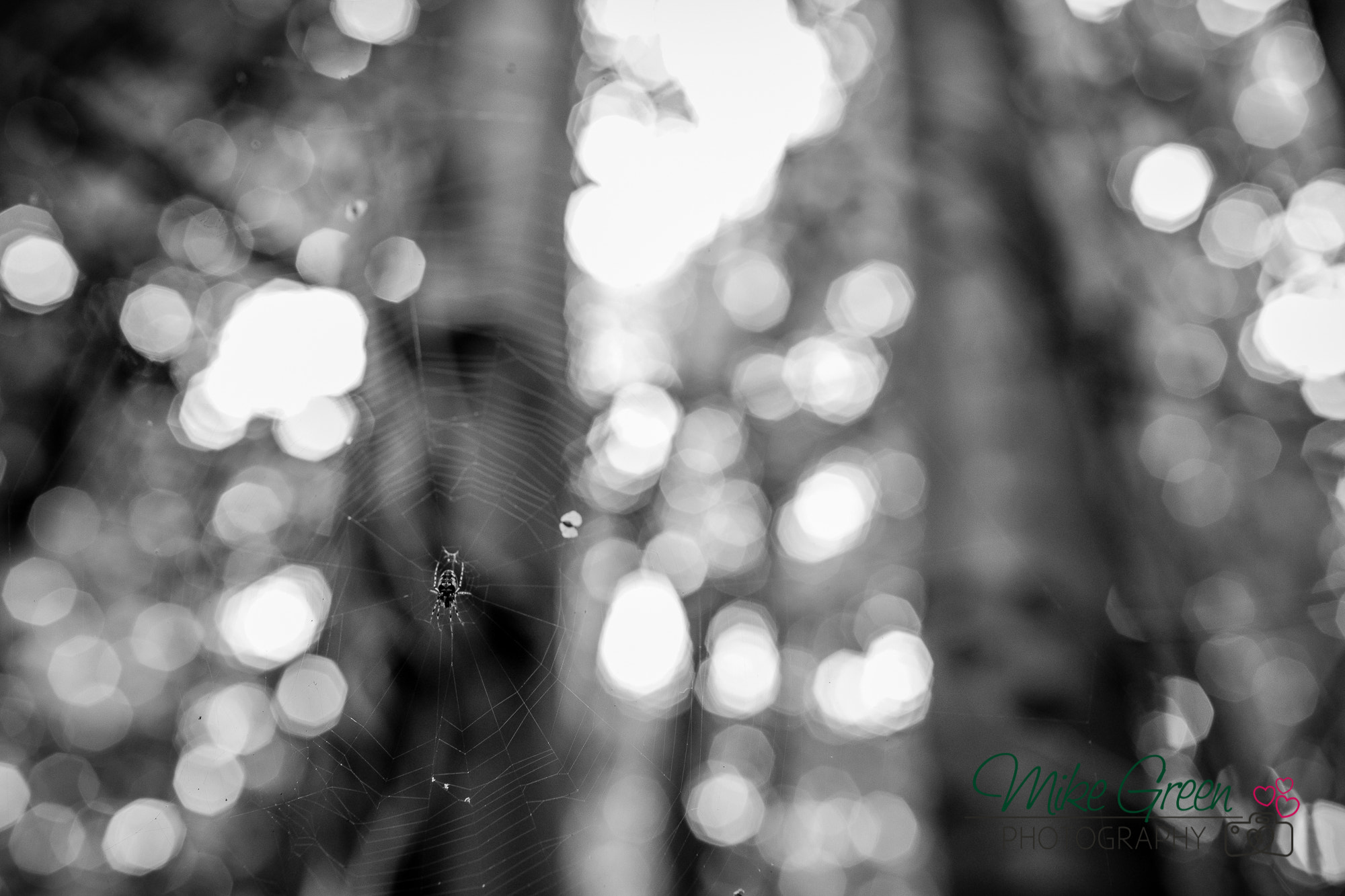 Canon EOS 5D Mark IV + Canon EF 35mm F1.4L USM sample photo. Spider web photography