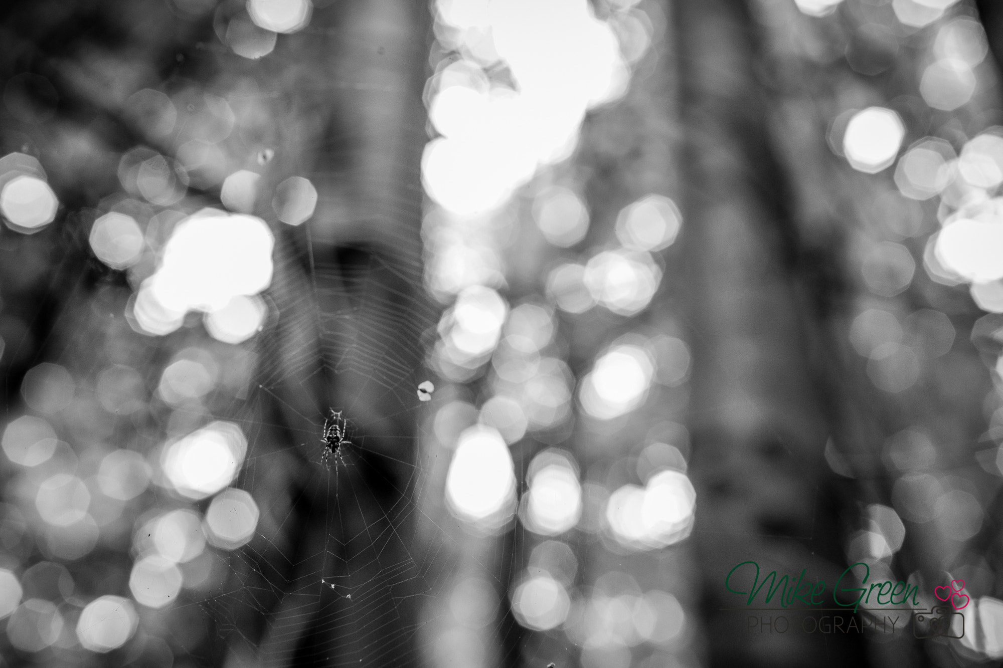 Canon EF 35mm F1.4L USM sample photo. Spider web photography