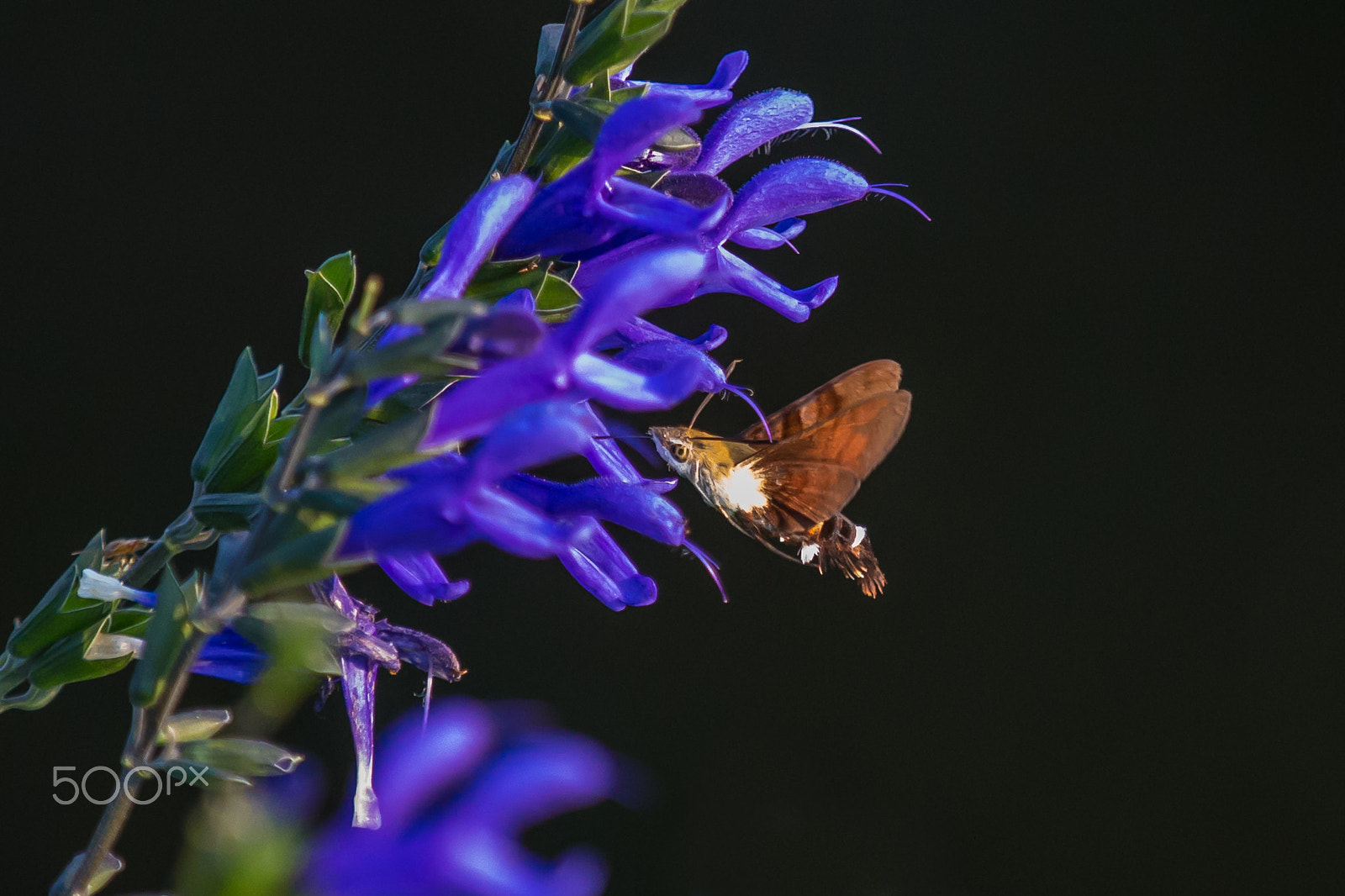 Canon EOS-1D X sample photo. High speed moth photography