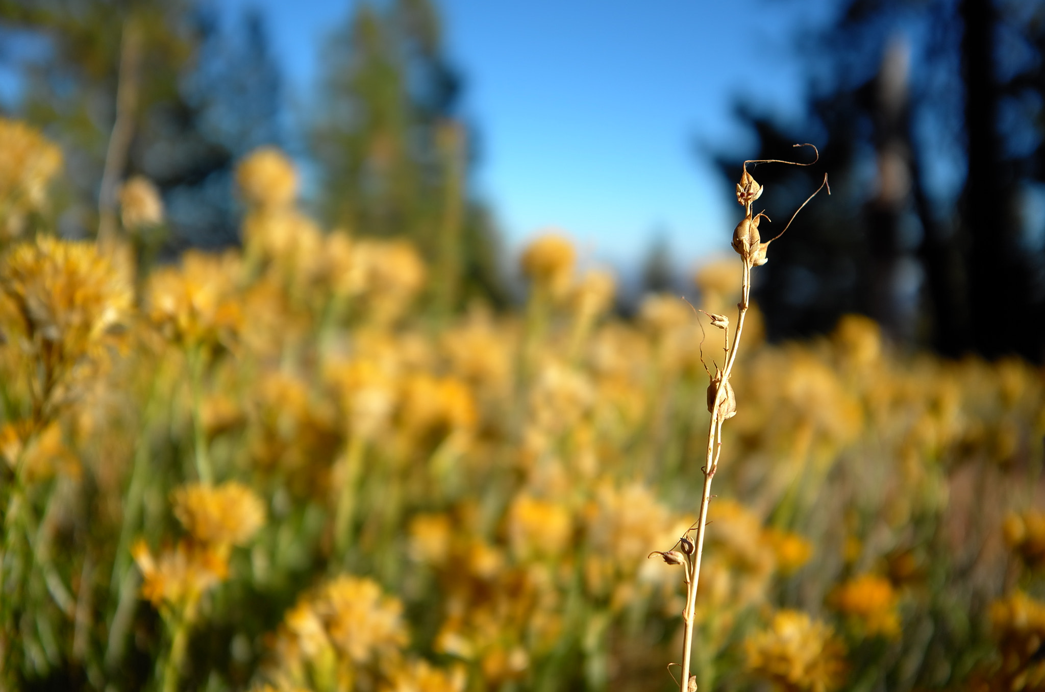 Leica X-U (Typ 113) sample photo. Mt. pinos, california photography