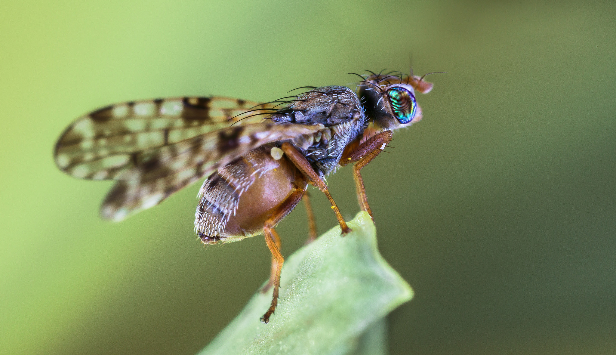 Canon MP-E 65mm F2.5 1-5x Macro Photo sample photo. Little fly. photography