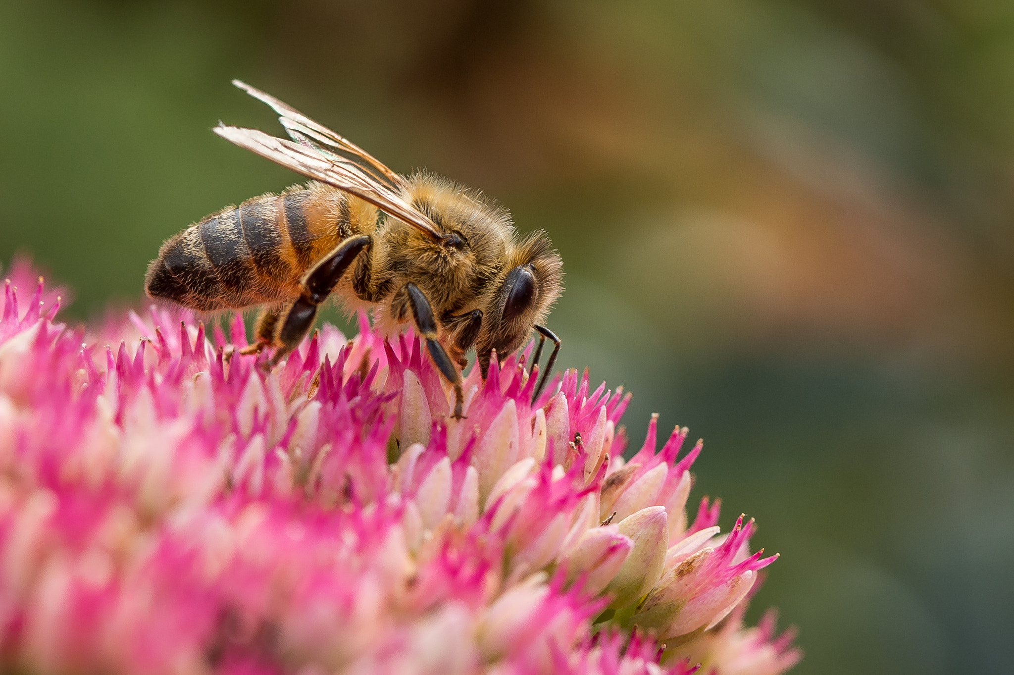 Nikon D4S sample photo. Bee photography