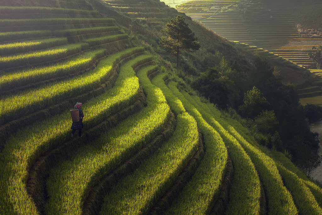 Beautiful Rice Terraces, South East Asia,Yenbai,Vietnam by Jakkree Thampitakkul on 500px.com