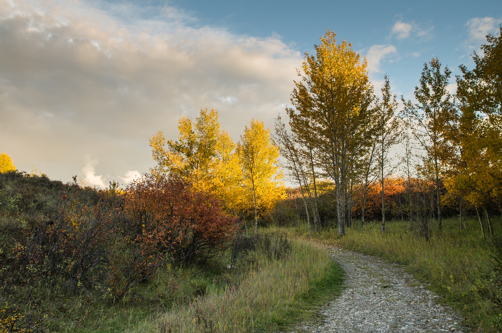 Sony SLT-A57 sample photo. Autumnal footpath photography