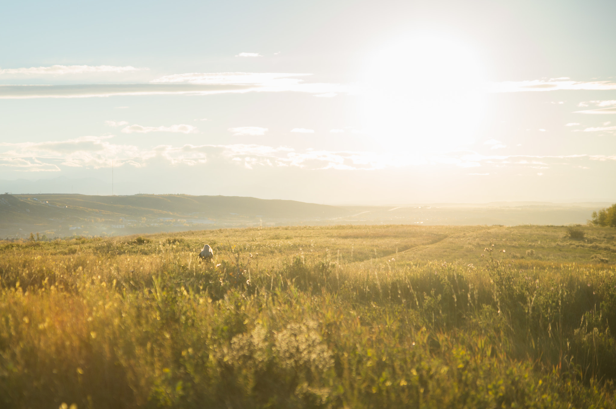Sony SLT-A57 sample photo. Sunshine meadow photography