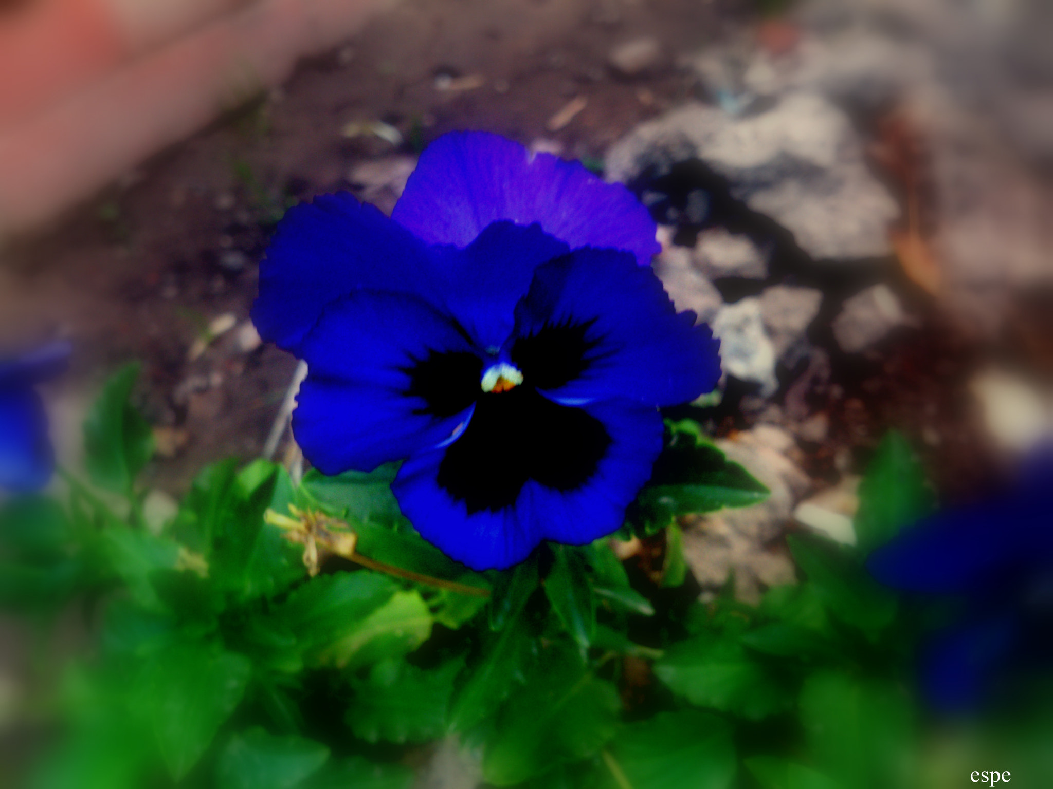Sony Ericsson Xperia S sample photo. Pensamiento photography