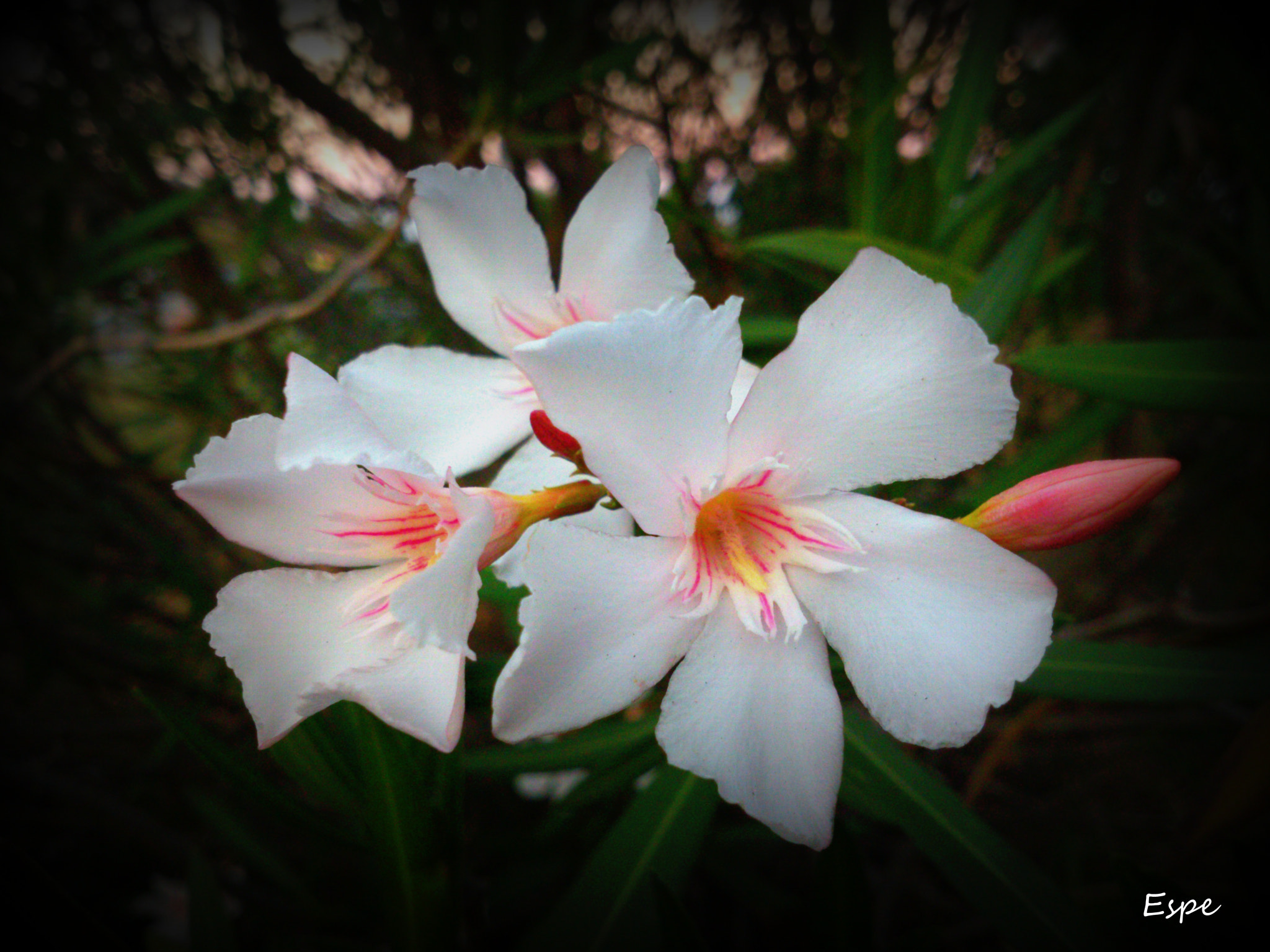 Sony Ericsson Xperia S sample photo. Nardos photography