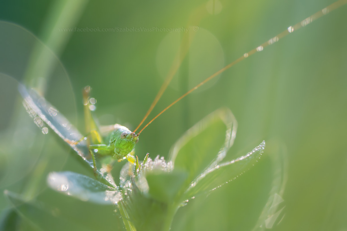 Nikon D5200 + Sigma 150mm F2.8 EX DG OS Macro HSM sample photo. - photography