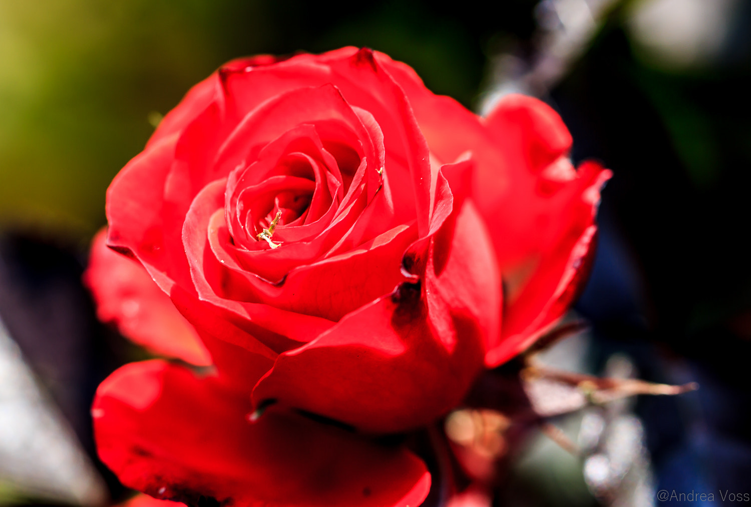 Canon EOS 60D + Canon EF 100mm F2.8L Macro IS USM sample photo. Red rose photography
