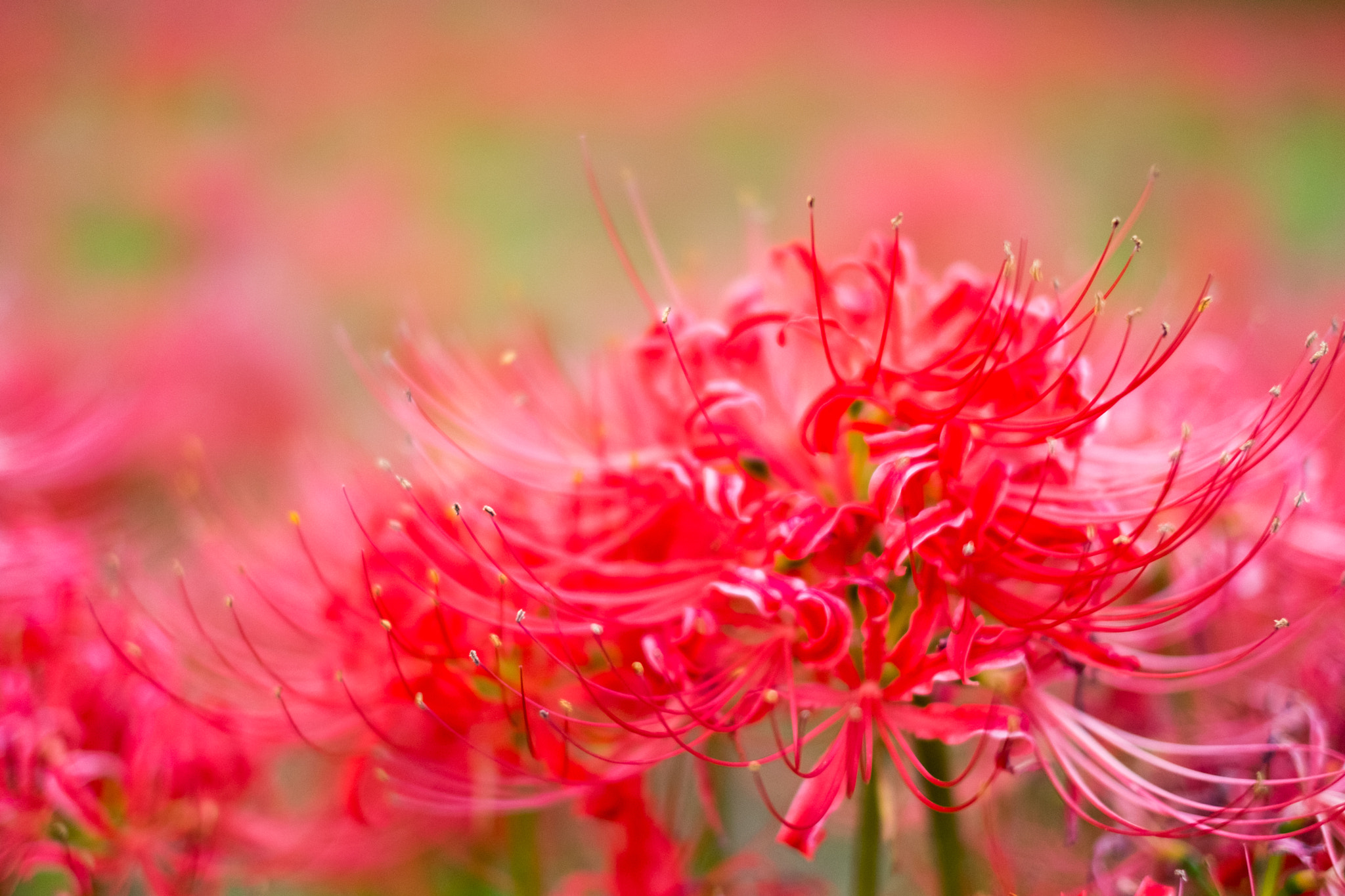 Fujifilm X-M1 + Fujifilm XF 35mm F1.4 R sample photo. Cluster amaryllis photography