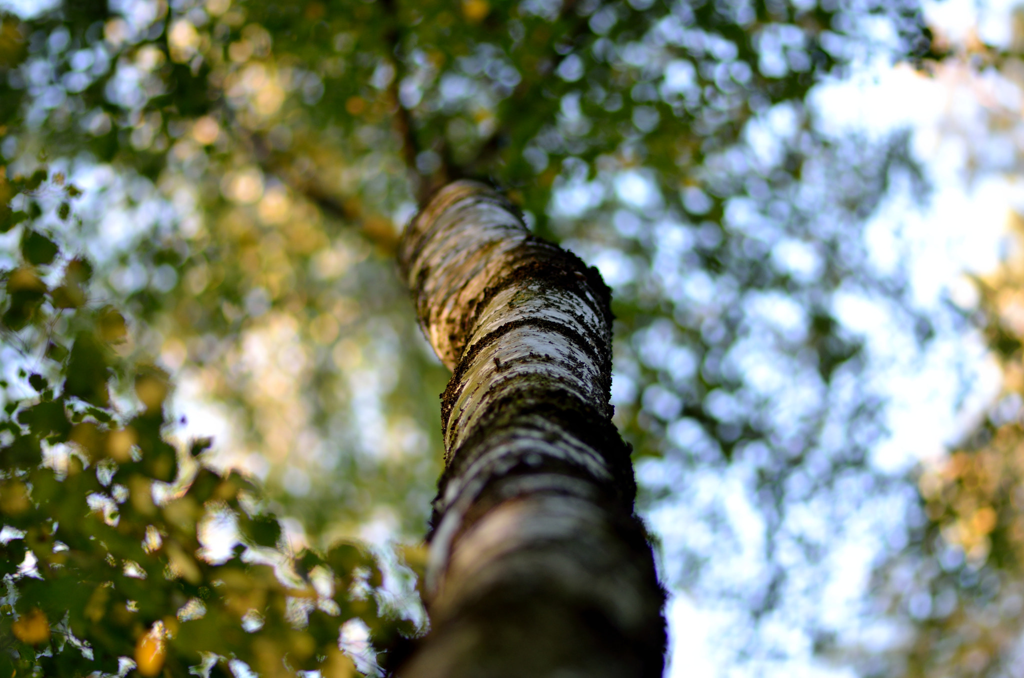 ZEISS Makro-Planar T* 100mm F2 sample photo