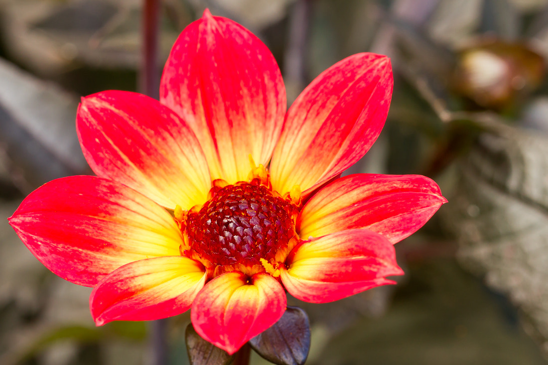 Canon EOS 7D + Canon EF 100mm F2.8L Macro IS USM sample photo. Red and yellow dahlia photography