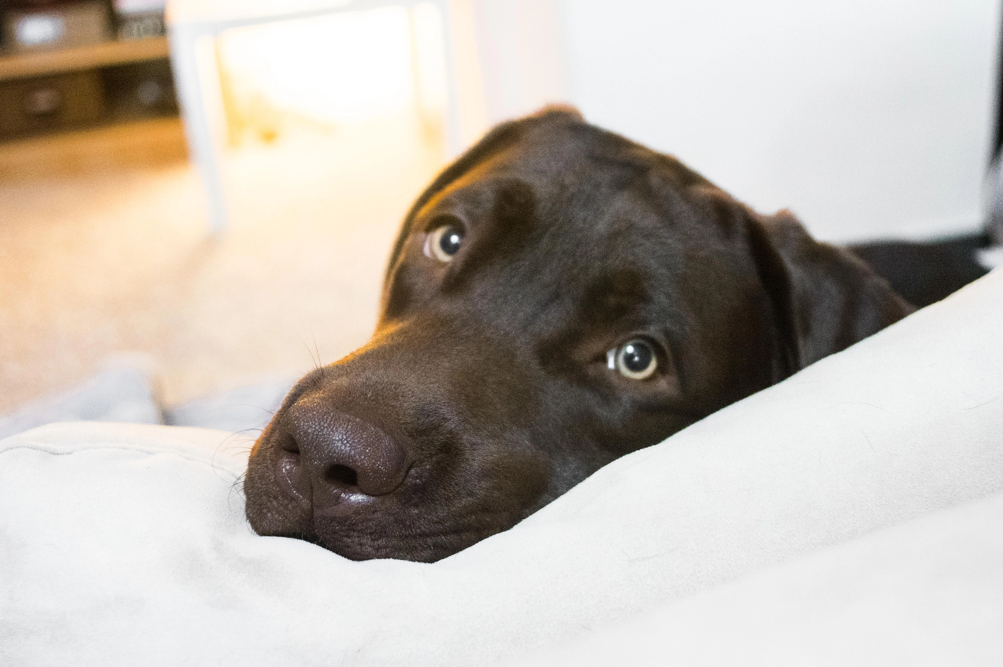 Pentax K-3 + A Series Lens sample photo. Alfie the lad with his beautiful eyes. photography