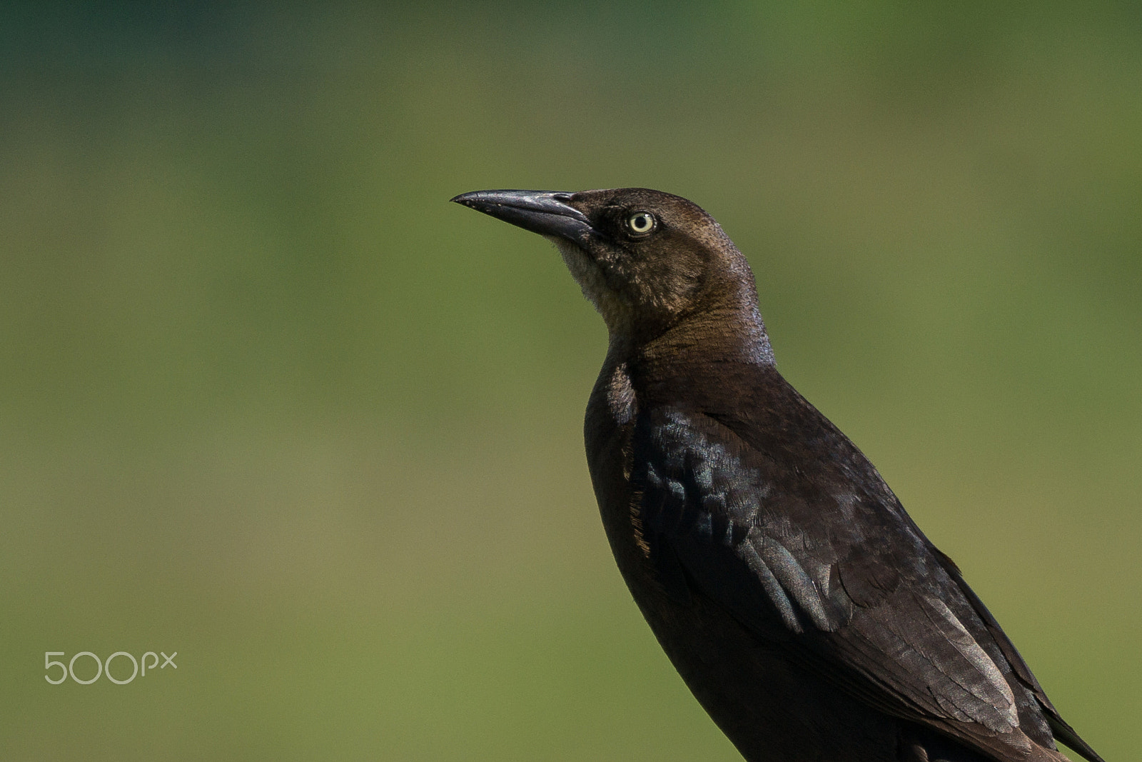 Sony 70-300mm F4.5-5.6 G SSM sample photo. Shiny photography