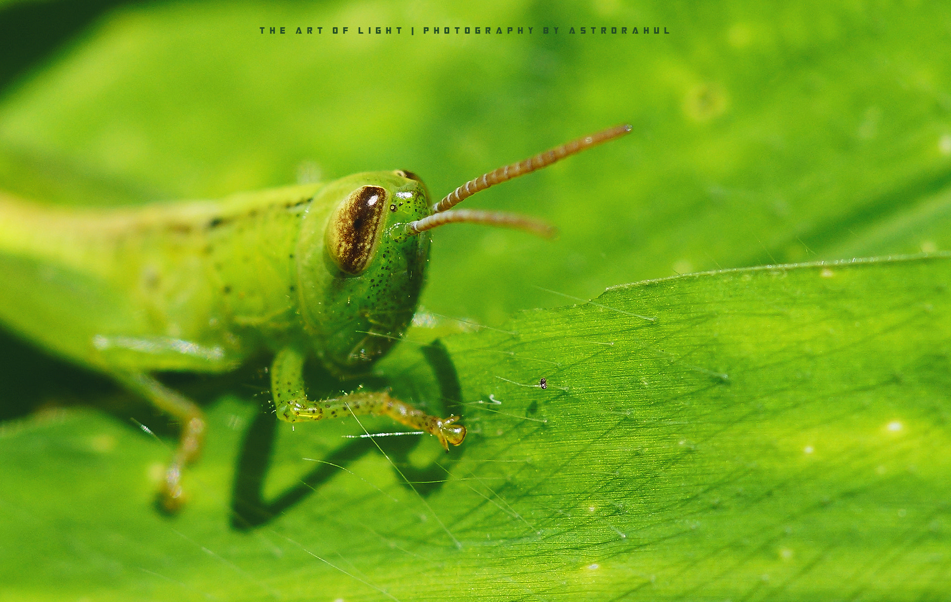 Sony a99 II + Tamron SP AF 90mm F2.8 Di Macro sample photo. Green greener greenest ! photography