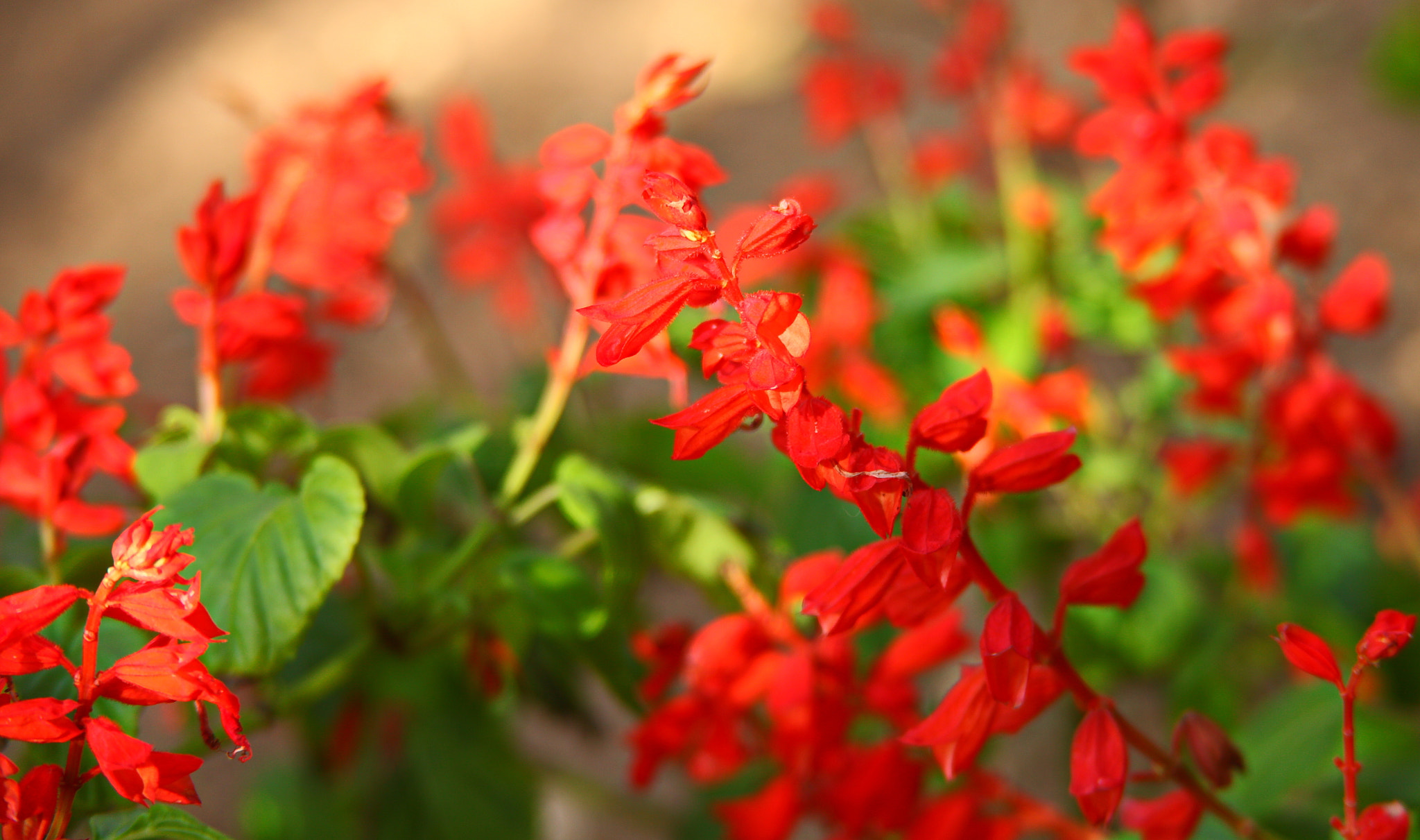 Canon EF 28-200mm F3.5-5.6 USM sample photo. Цветок photography