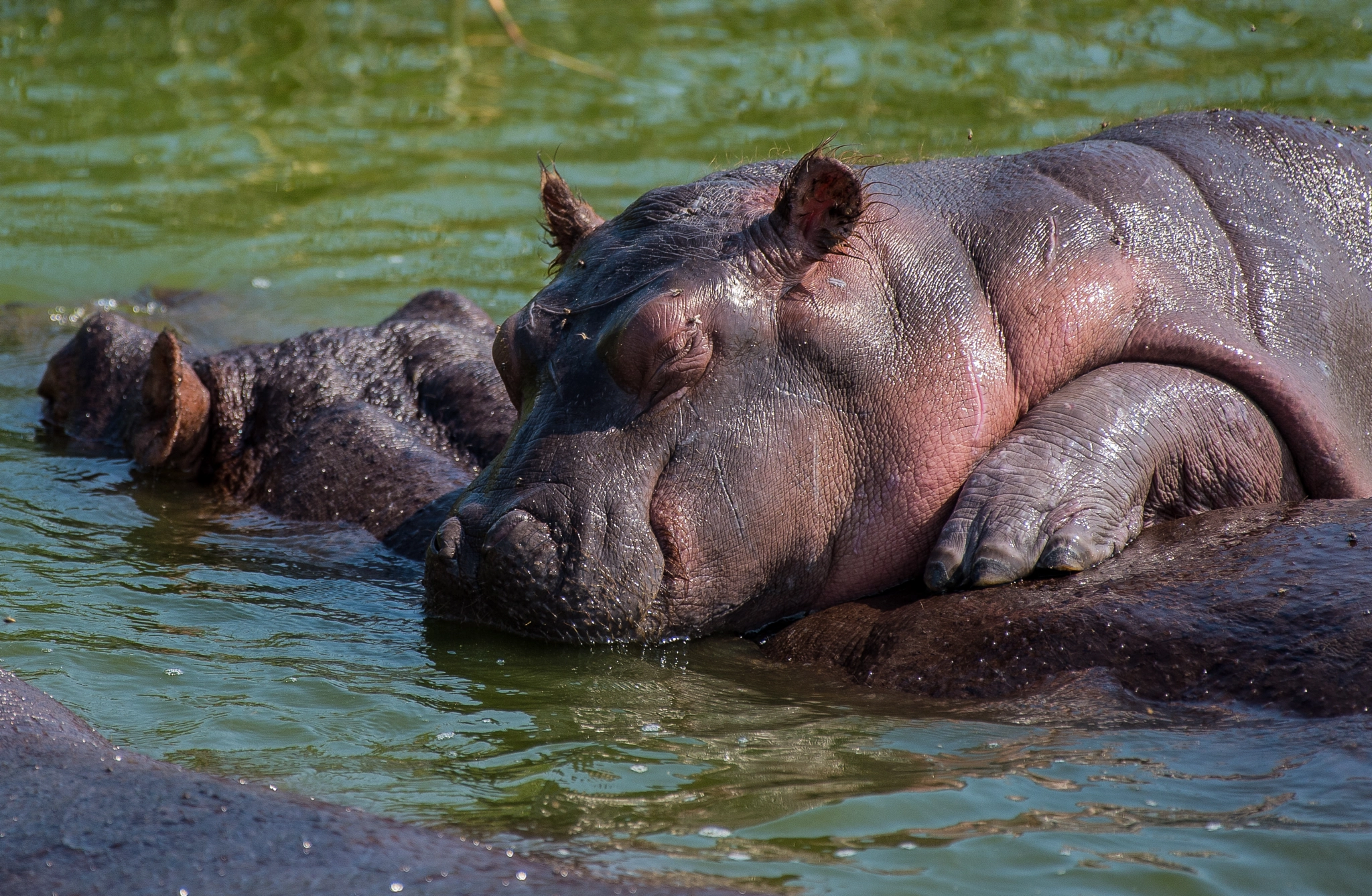 Nikon Df sample photo. Baby hippo having a nap on his mom. photography