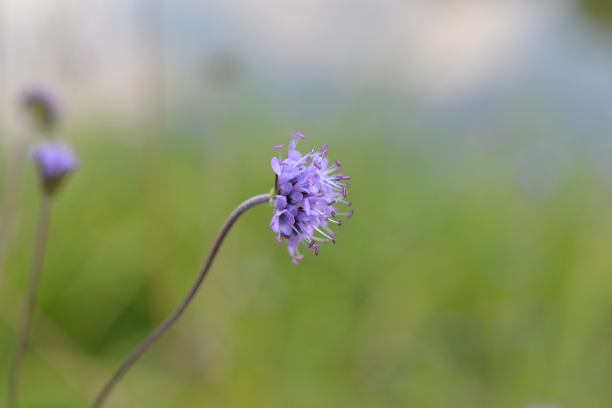 Nikon AF-S Micro-Nikkor 60mm F2.8G ED sample photo. Petite fleur /458 photography
