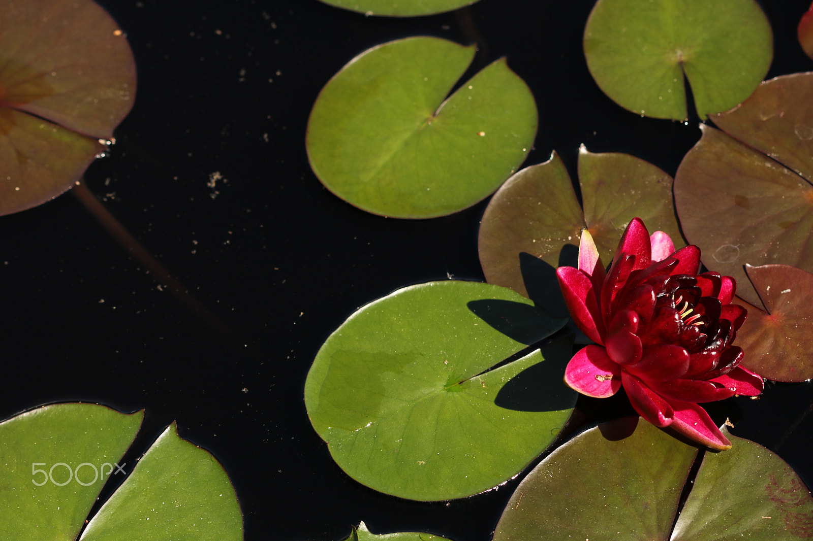 Canon EOS 750D (EOS Rebel T6i / EOS Kiss X8i) sample photo. Waterlily pond 1286 photography
