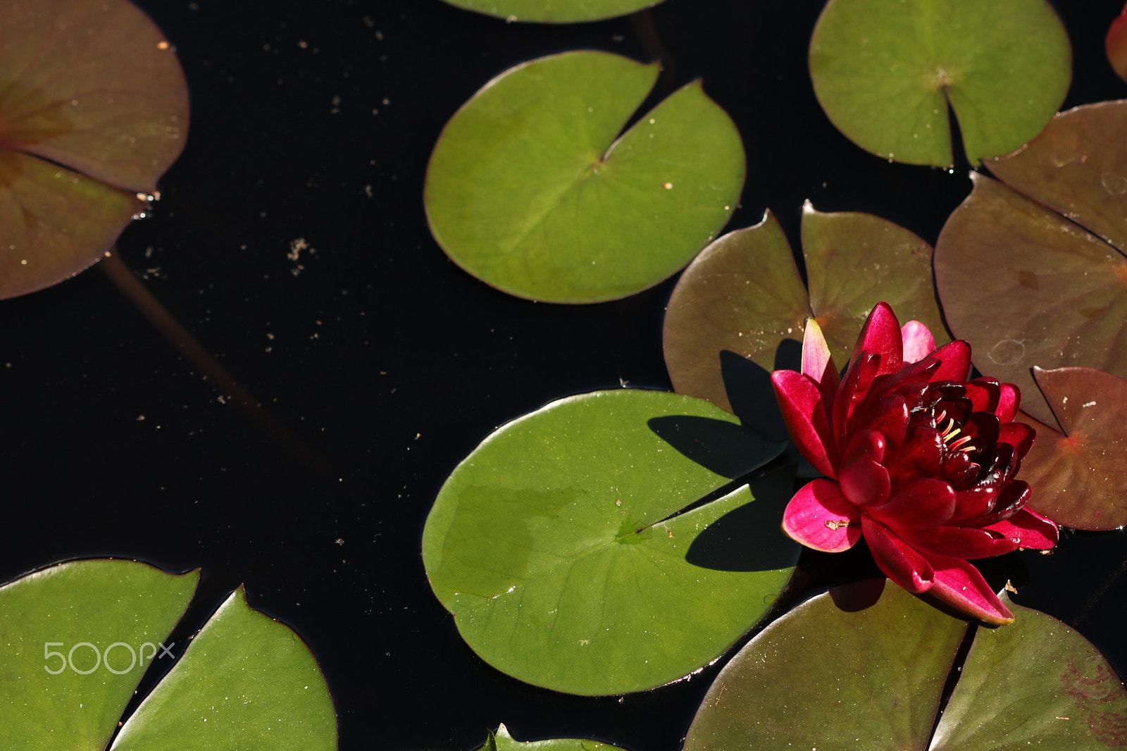 Canon EF 100mm F2.8 Macro USM sample photo. Waterlily pond 1286 photography