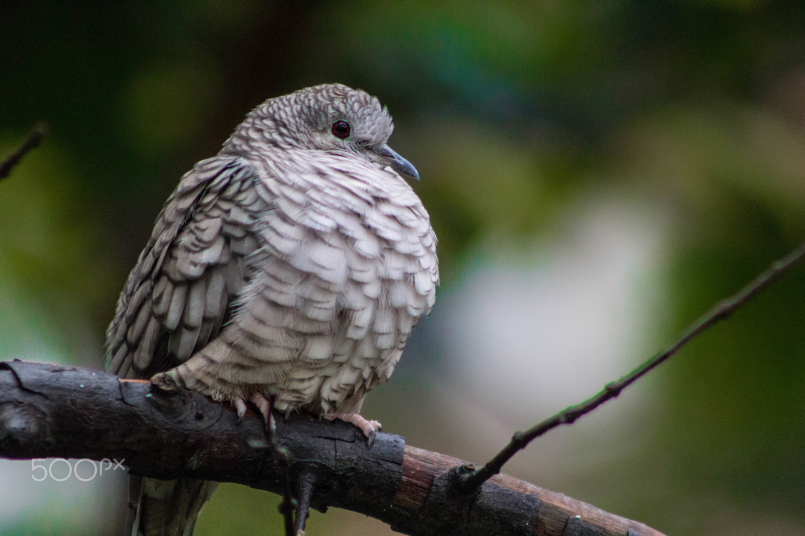 Canon EF 75-300mm f/4-5.6 USM sample photo. Tortola photography