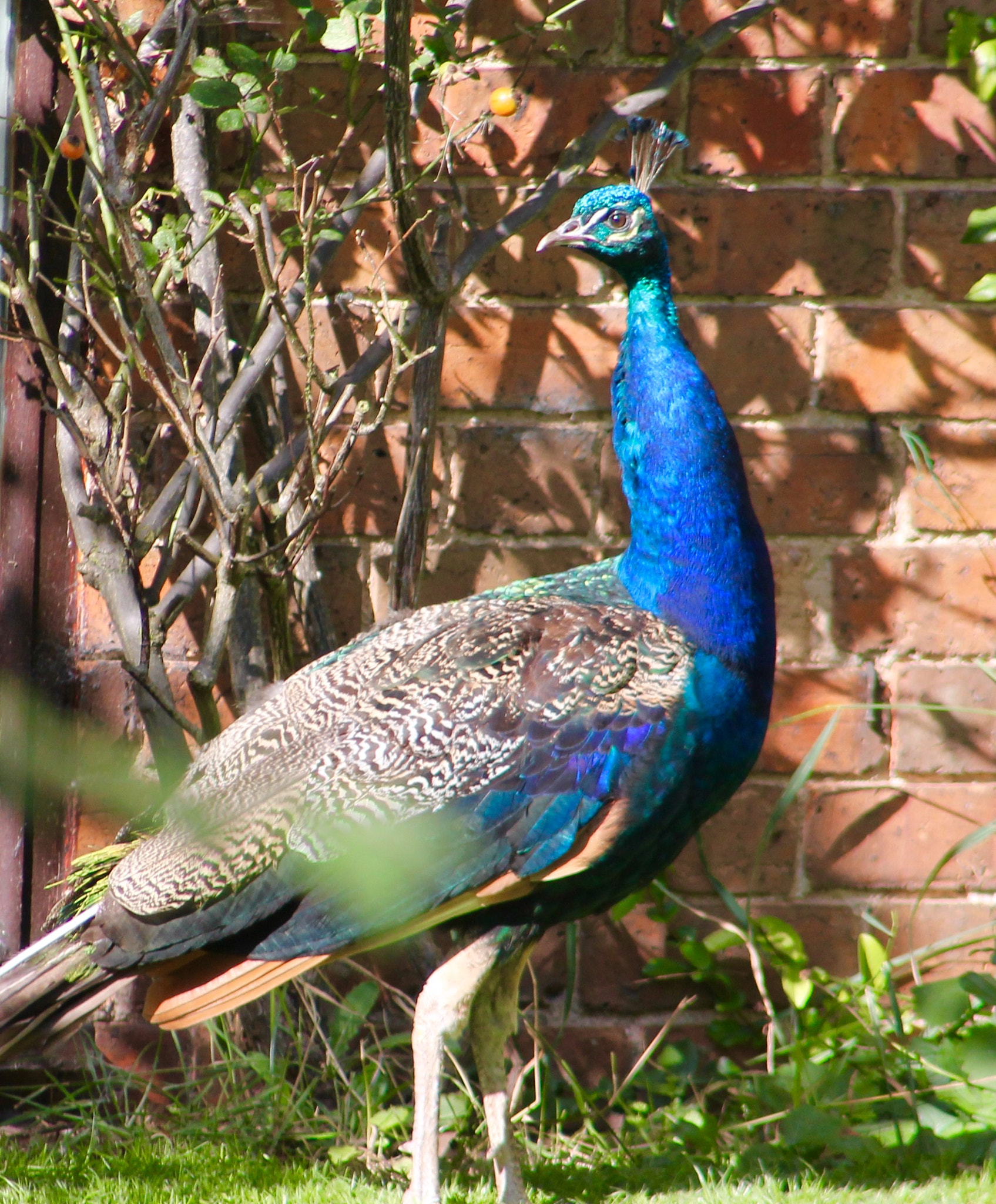 Canon EF75-300mm f/4-5.6 sample photo. Whose a pretty boy then photography