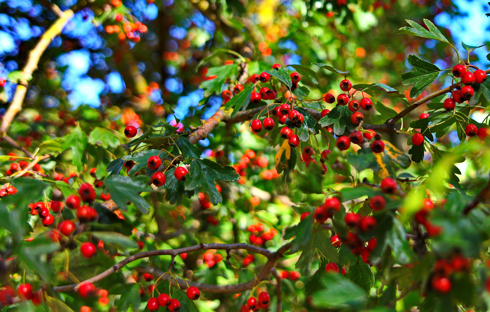 Canon EF 28-200mm F3.5-5.6 USM sample photo. Ягоды photography