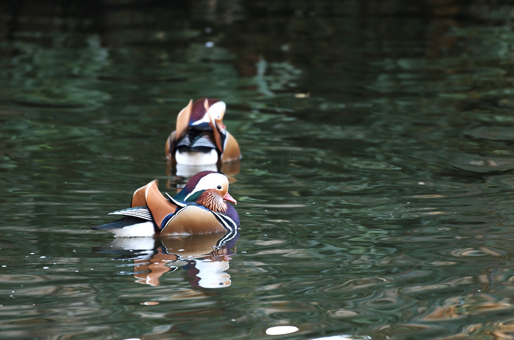 Nikon AF-S Nikkor 200-500mm F5.6E ED VR sample photo. Mandarin duck photography