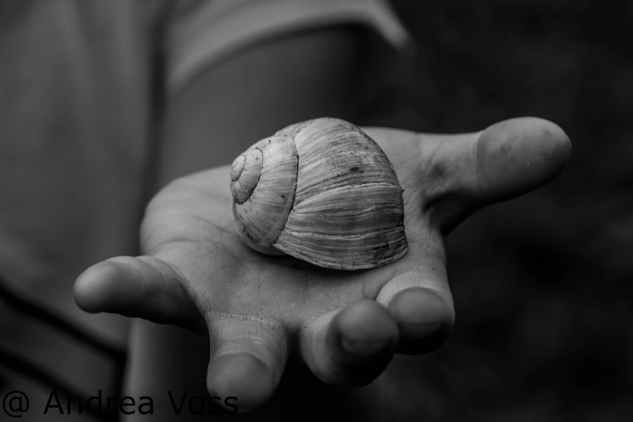 Canon EOS 60D + Canon EF 100mm F2.8L Macro IS USM sample photo. Snail shell photography