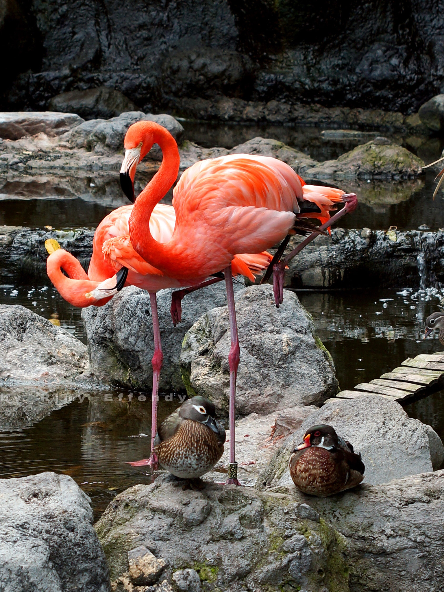 Sony SLT-A77 sample photo. Flamingos & caroline duck, batu secret zoo, east java 20160827 photography