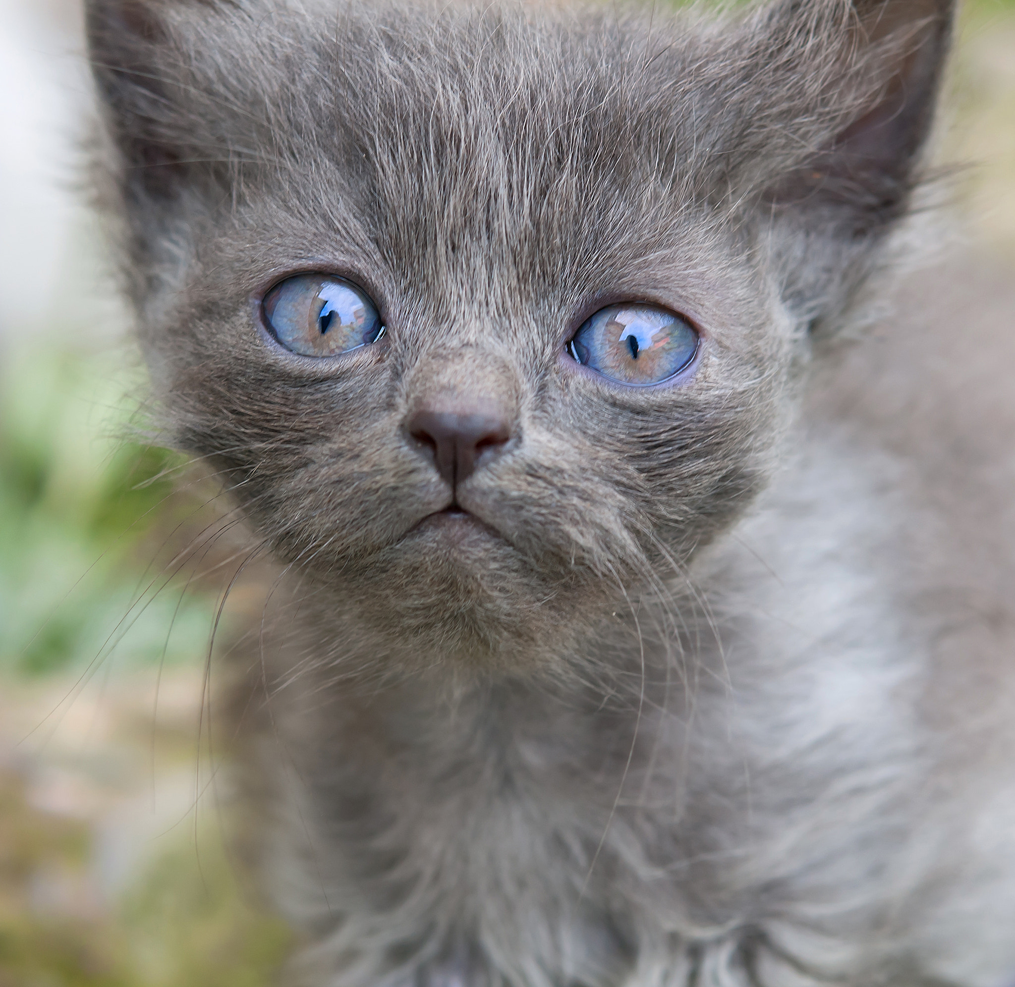 Nikon AF-S Micro-Nikkor 60mm F2.8G ED sample photo. Cat with deep photography