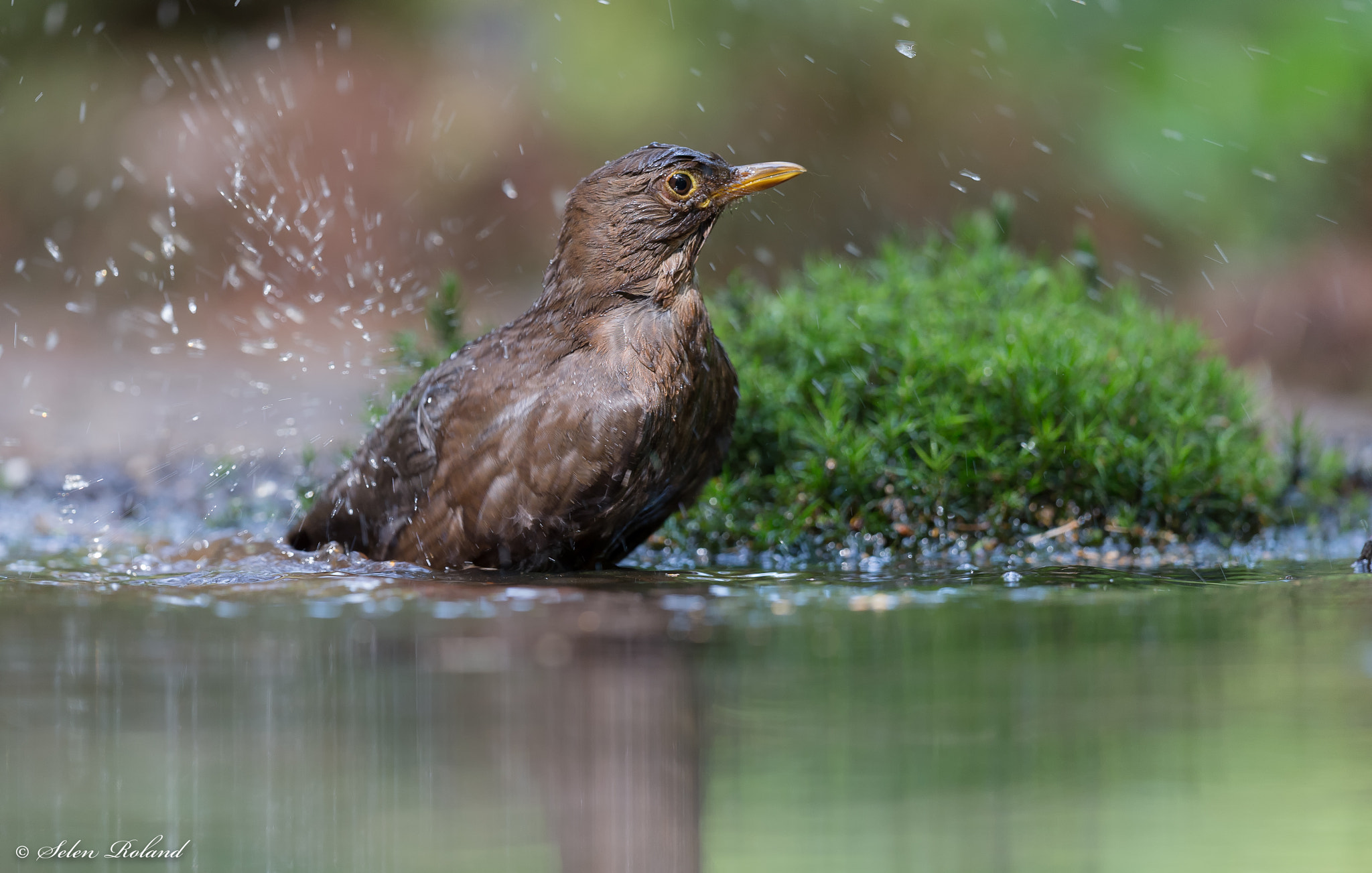 Nikon D4 + Nikon AF-S Nikkor 500mm F4G ED VR sample photo. Merel - blackbird photography