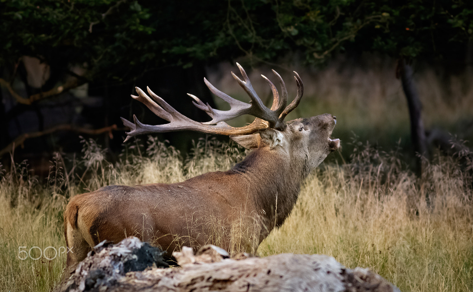 Canon EOS 760D (EOS Rebel T6s / EOS 8000D) + Canon EF 400mm F5.6L USM sample photo. Jelení říje photography