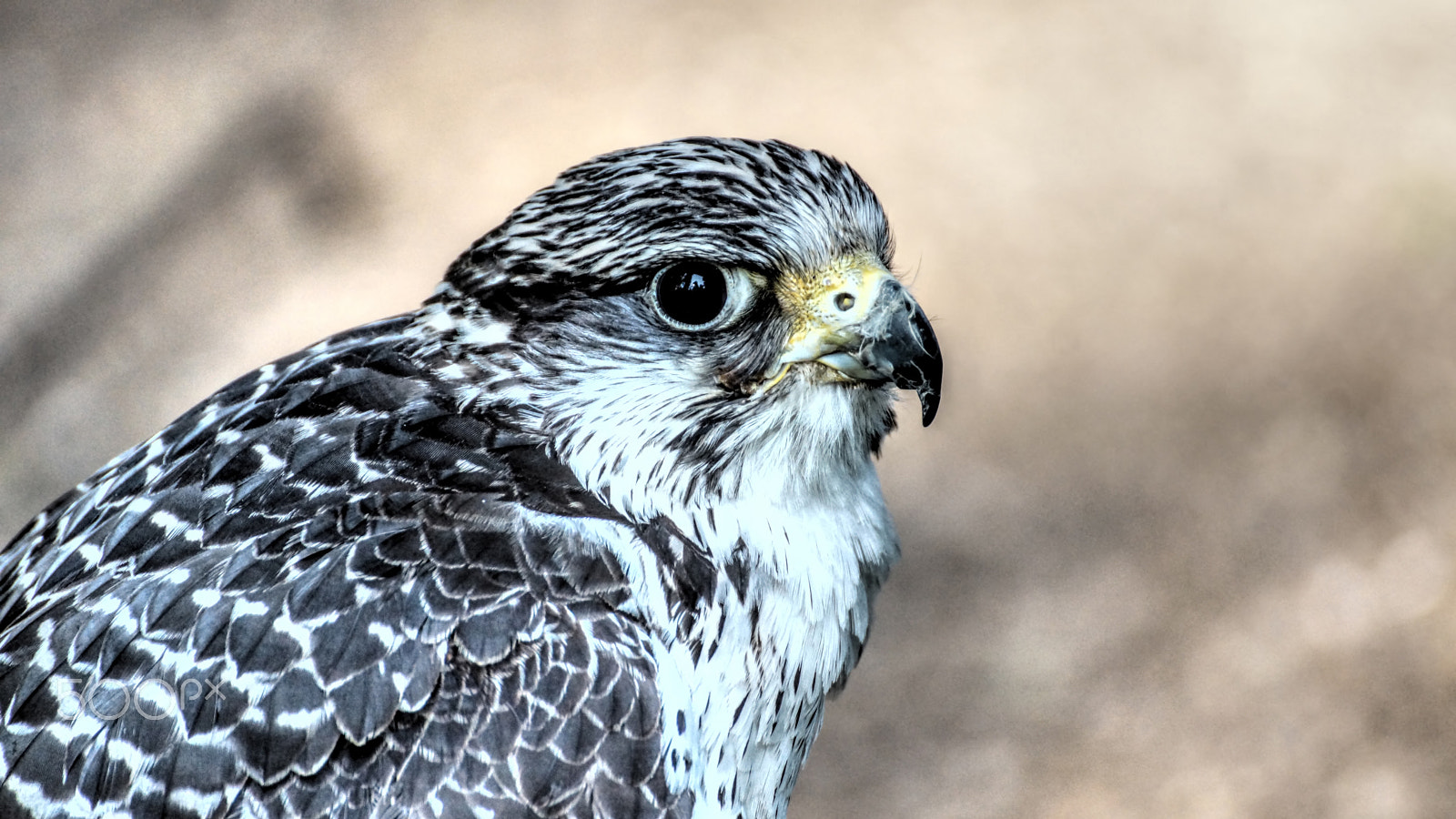 Tamron SP 70-300mm F4-5.6 Di USD sample photo. .....falco cherrug..... photography