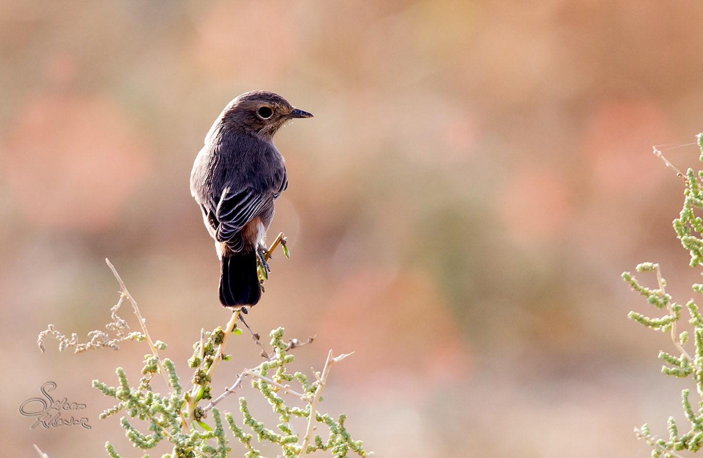 Sigma 150-600mm F5-6.3 DG OS HSM | C sample photo. Small bird common chaffinch photography