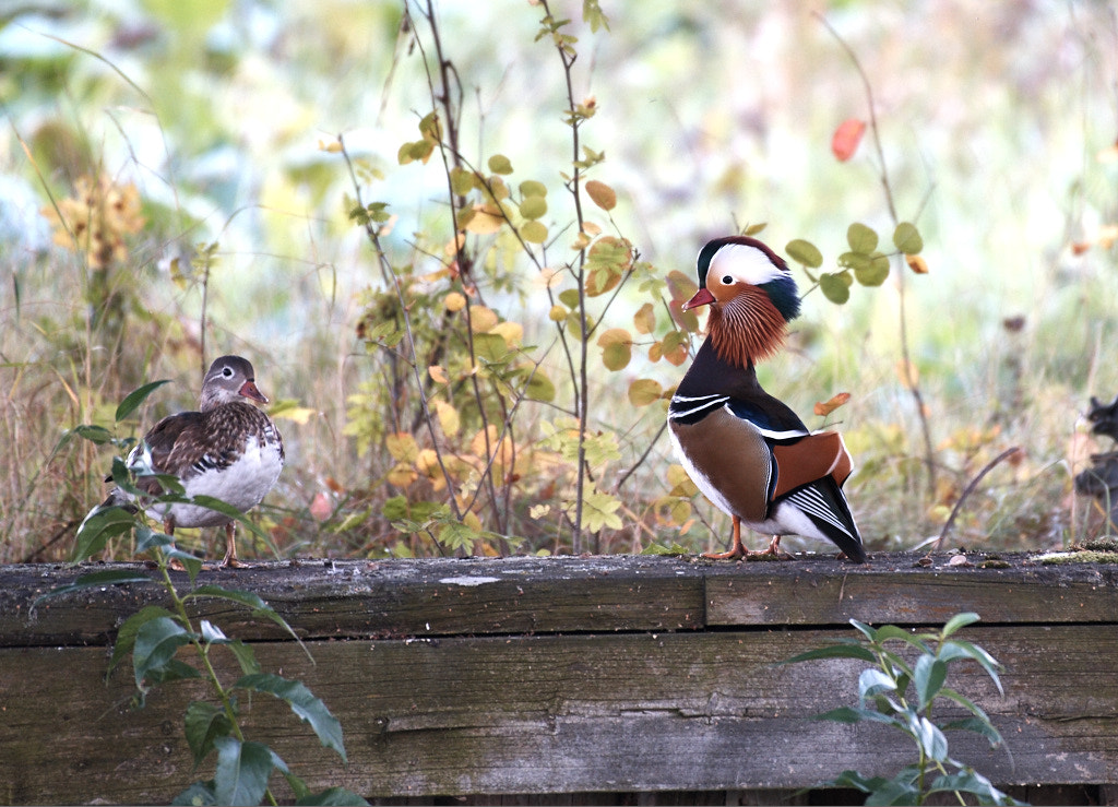 Nikon AF-S Nikkor 200-500mm F5.6E ED VR sample photo. Mandarin duck photography
