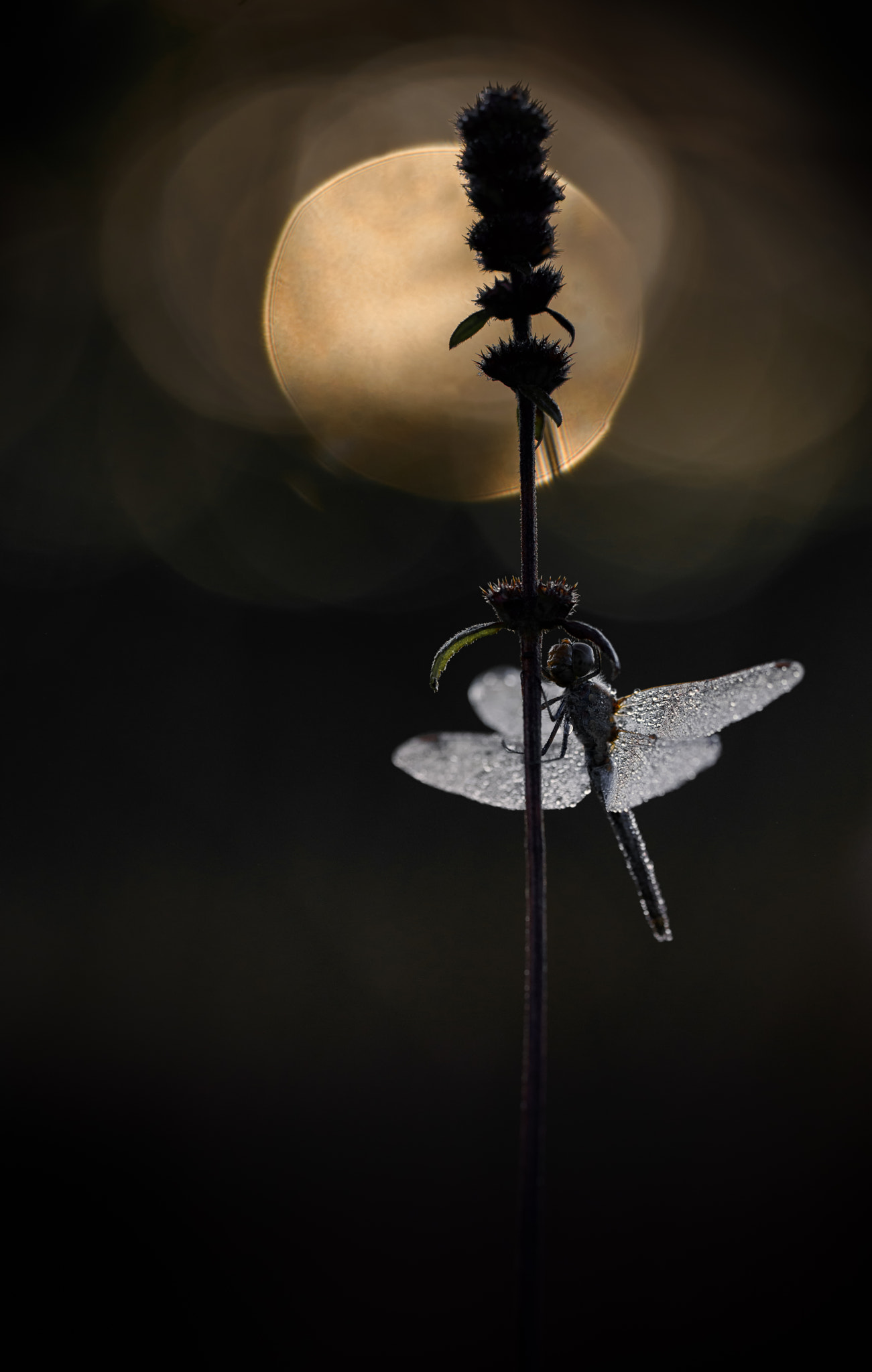 Sigma 150mm F2.8 EX DG OS Macro HSM sample photo. Heidelibelle photography