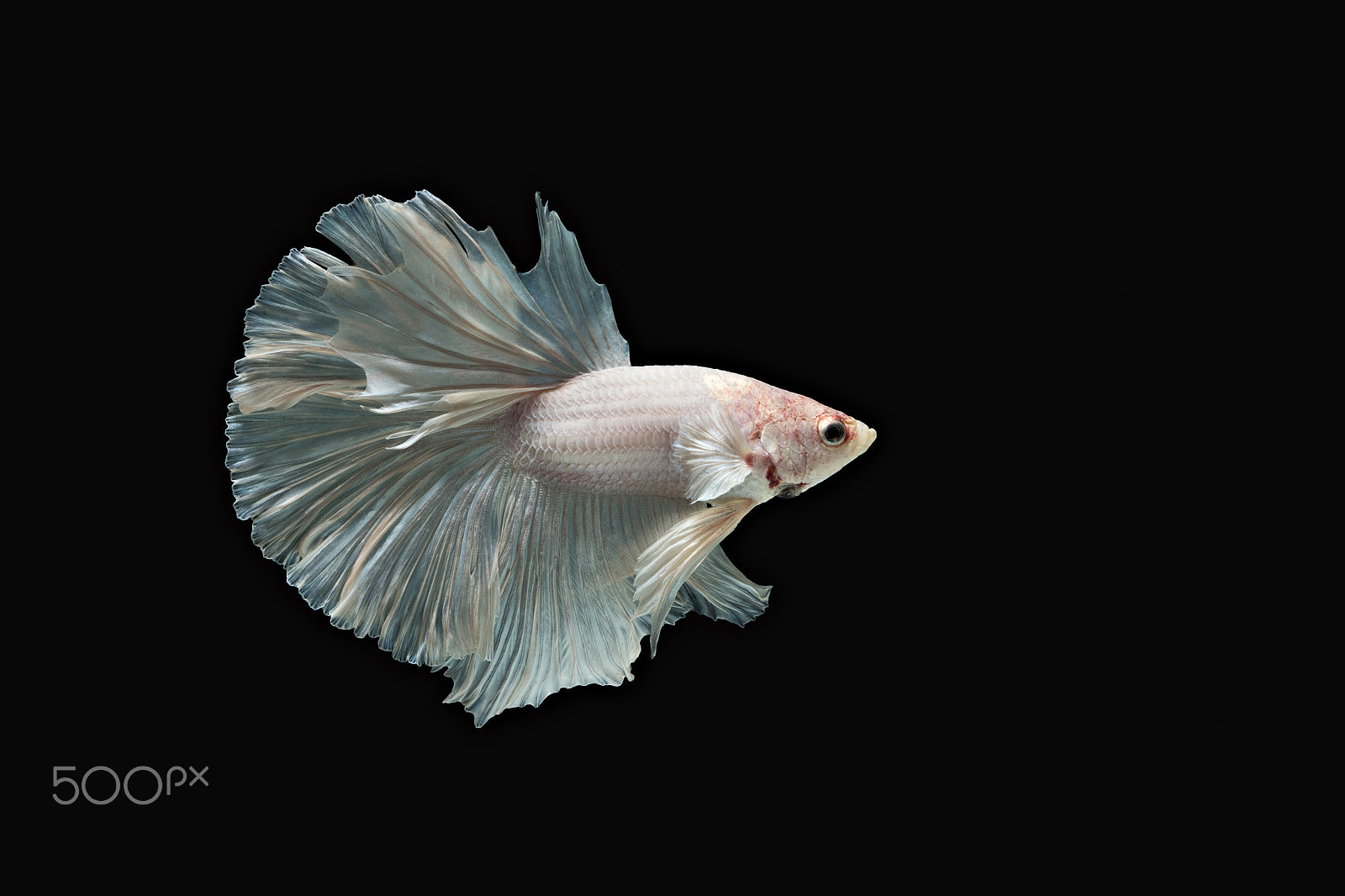 Canon EOS M10 sample photo. Colorful betta fish/betta fish photography