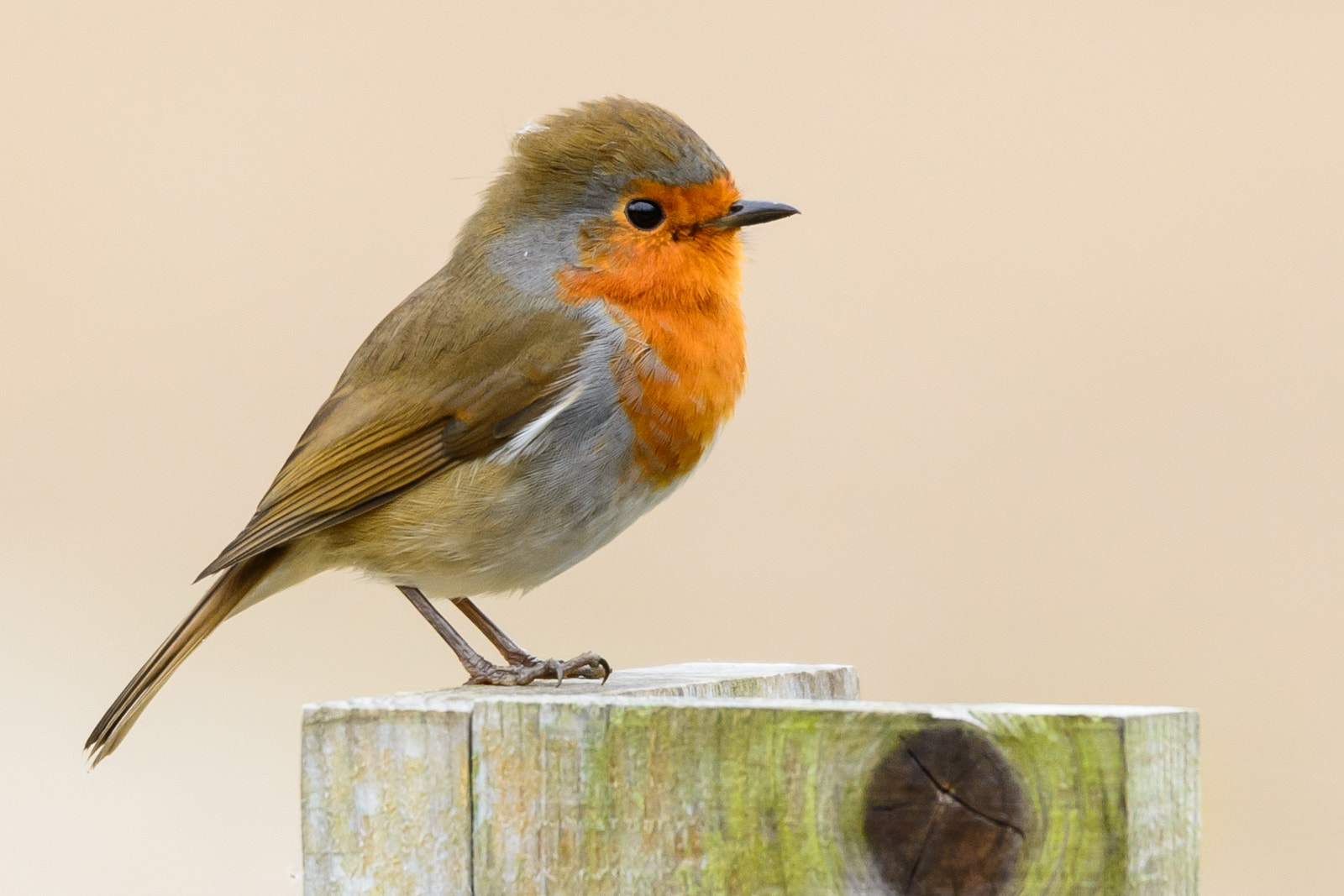 Sigma 150-600mm F5-6.3 DG OS HSM | S sample photo. Robin photography