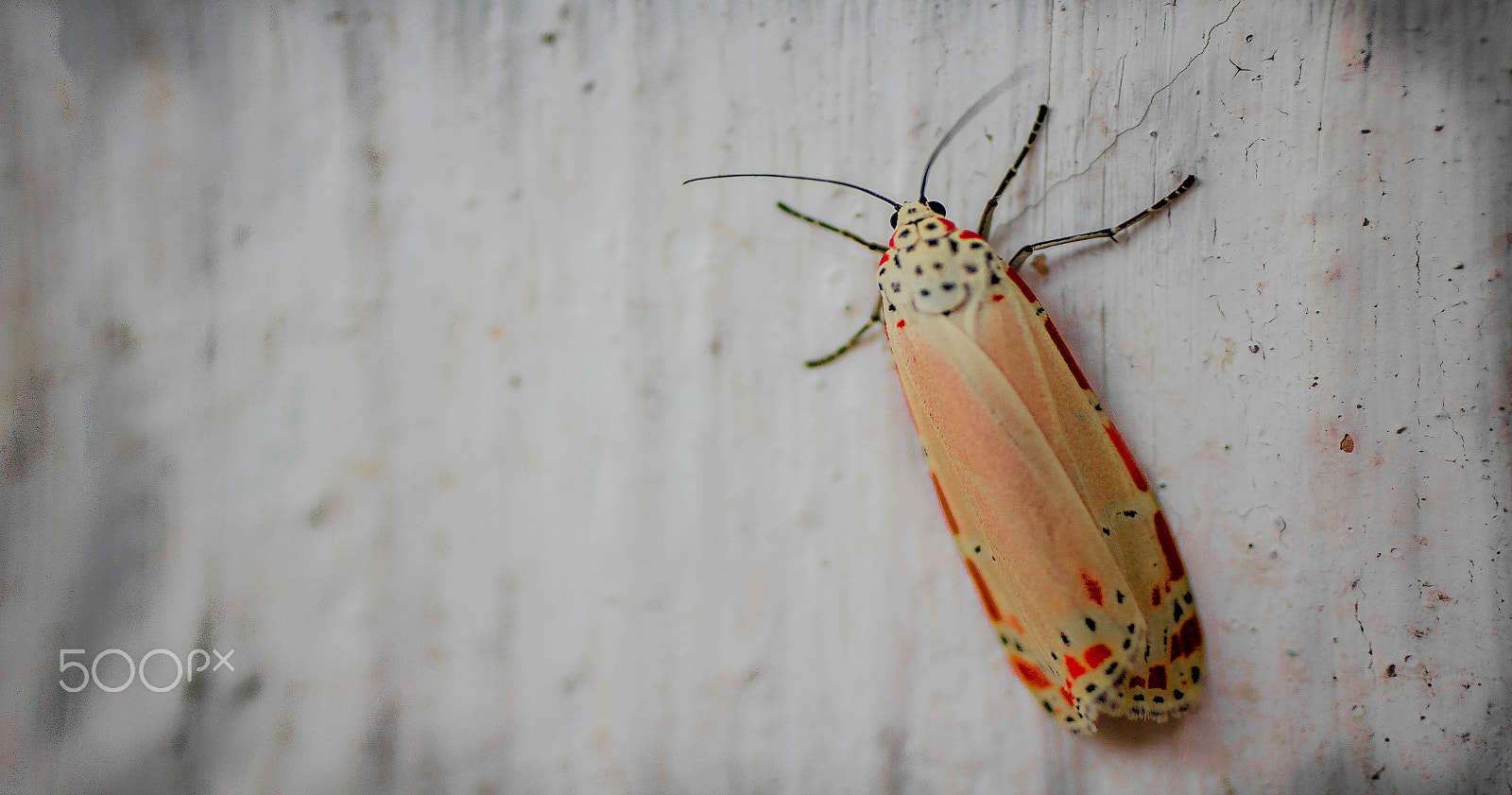 Canon EOS 60D + Canon EF 50mm F2.5 Macro sample photo. Insecto photography