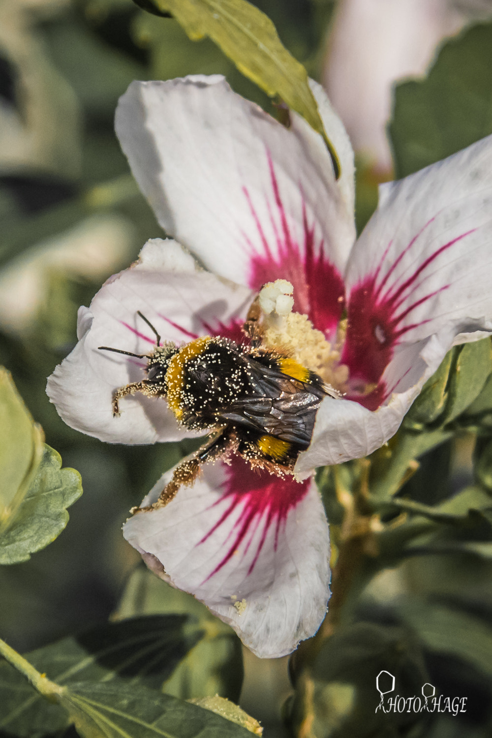 Canon EF-S 17-85mm F4-5.6 IS USM sample photo. Messy bee photography