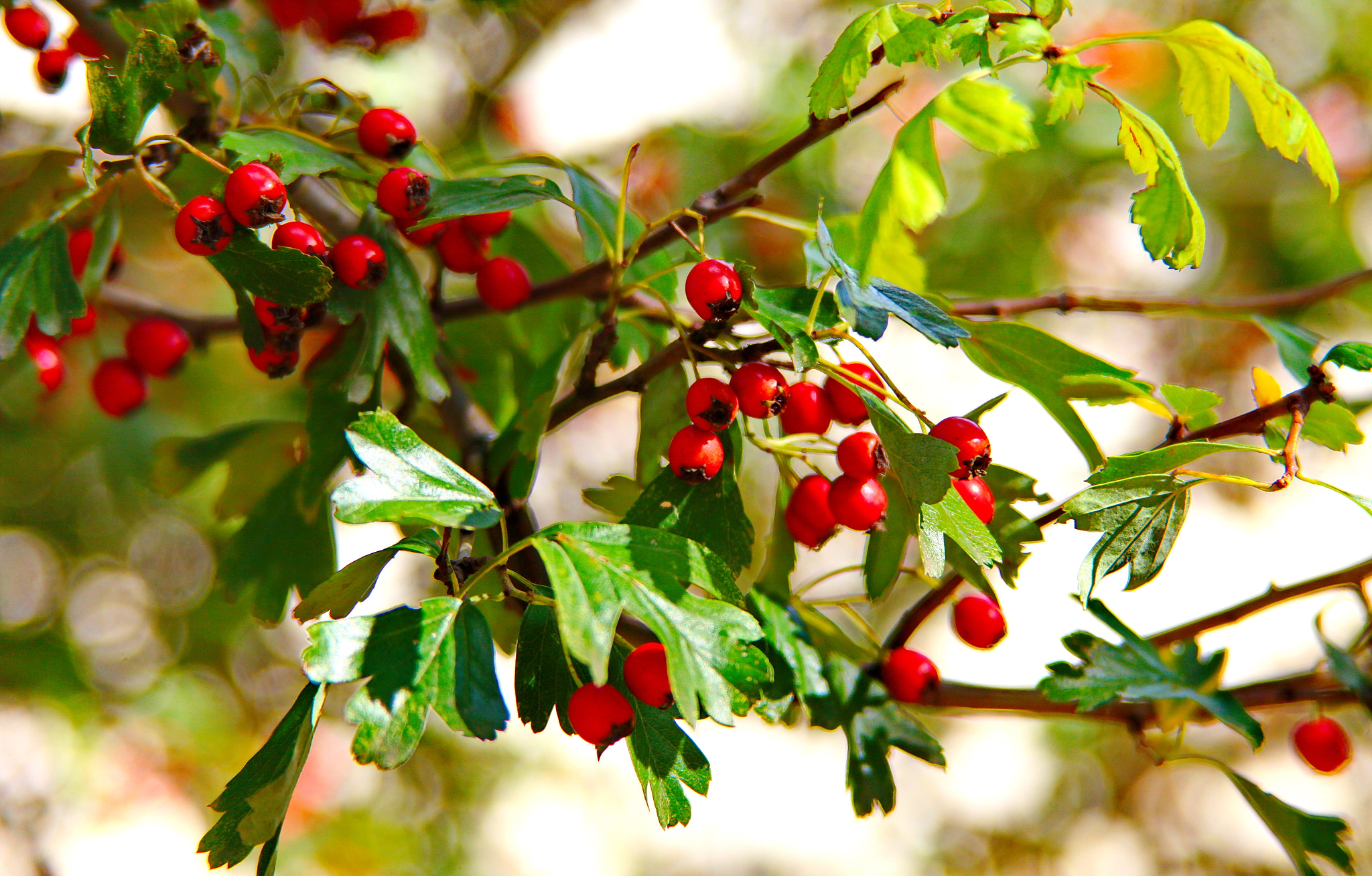 Canon EF 28-200mm F3.5-5.6 USM sample photo. Веточка photography